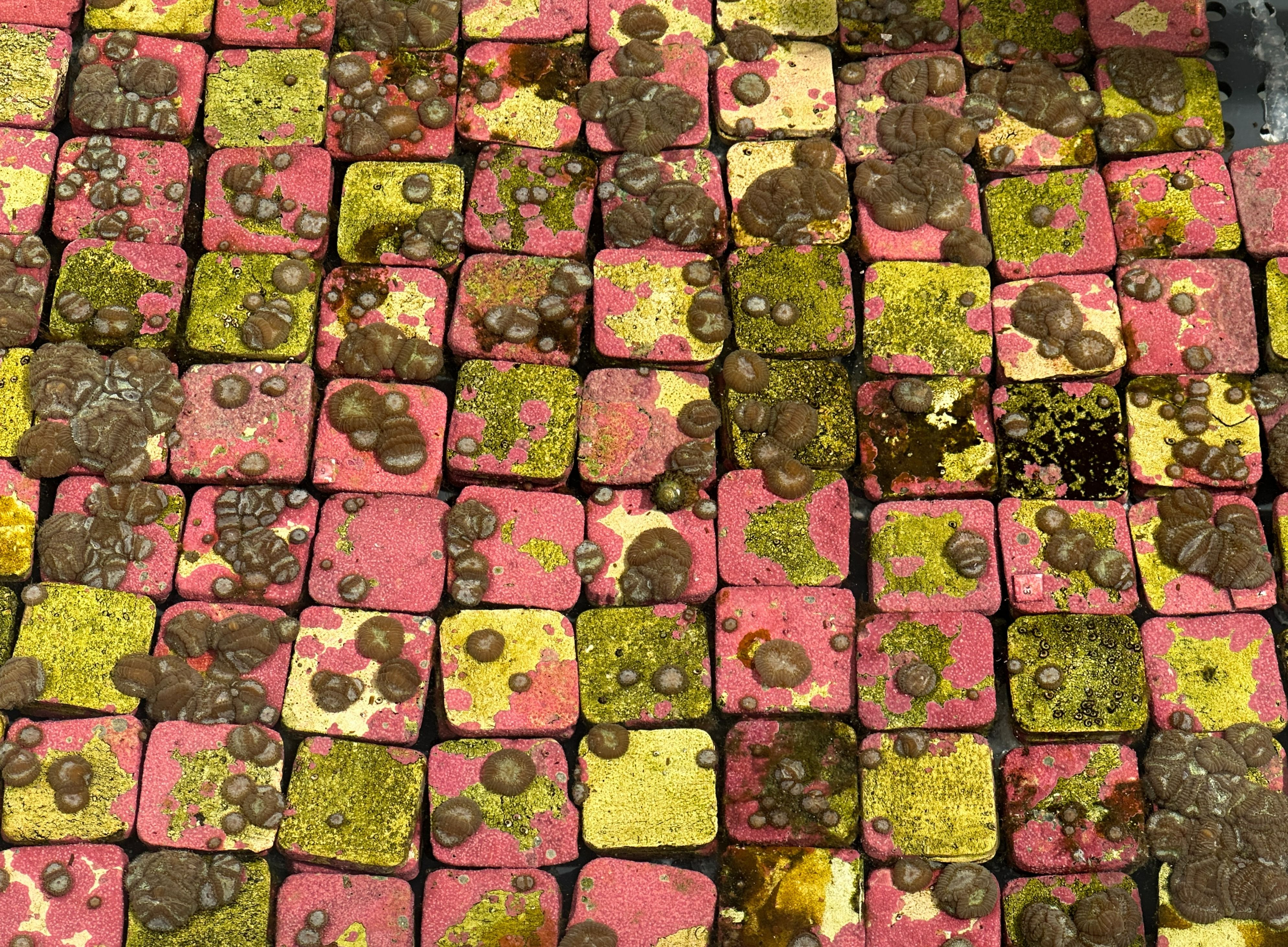 Close-up of small square tiles in pink and yellow, covered with clusters of brownish corals submerged partially in water.