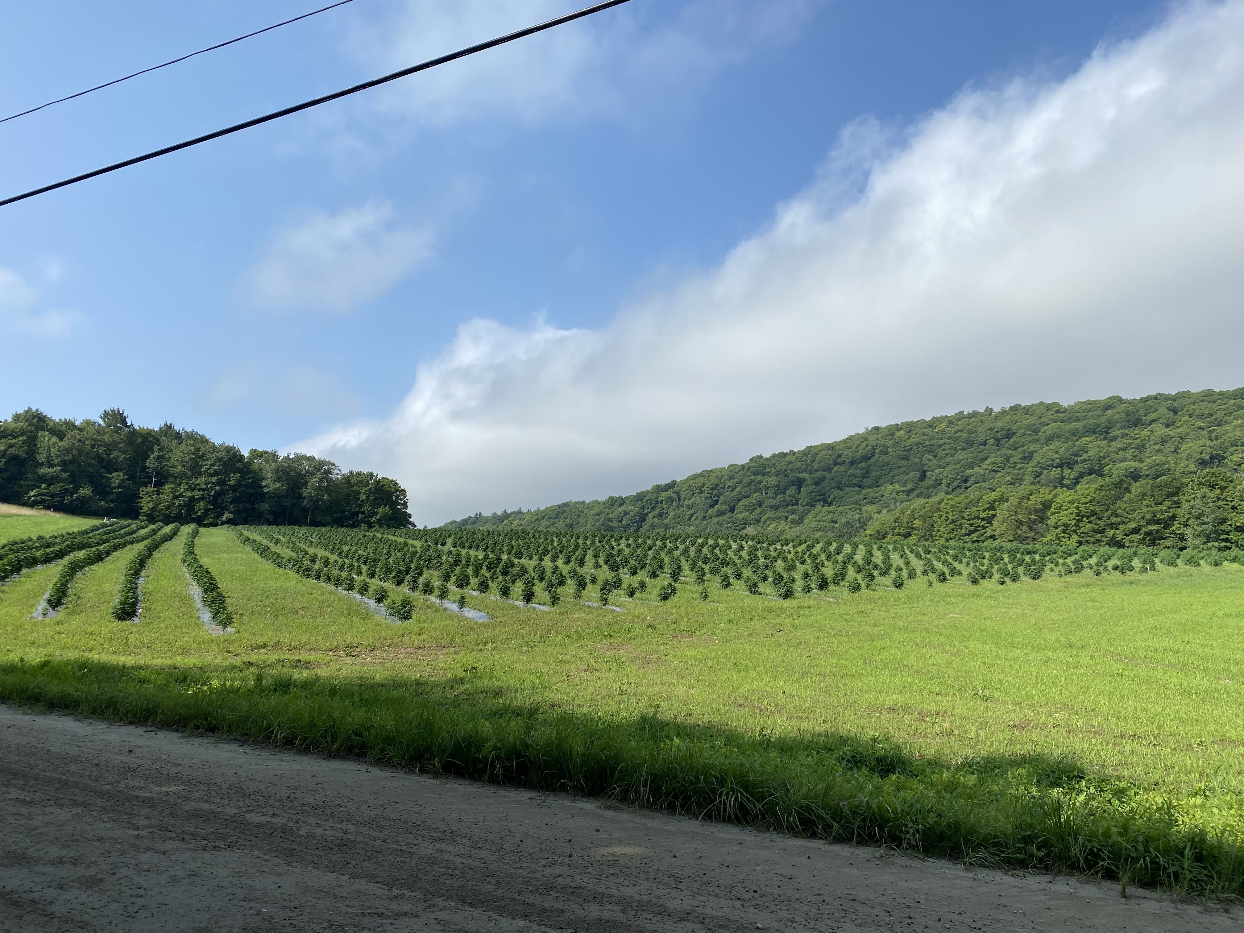 A pastoral image of rolling green fields where marijuana is being cultivated.