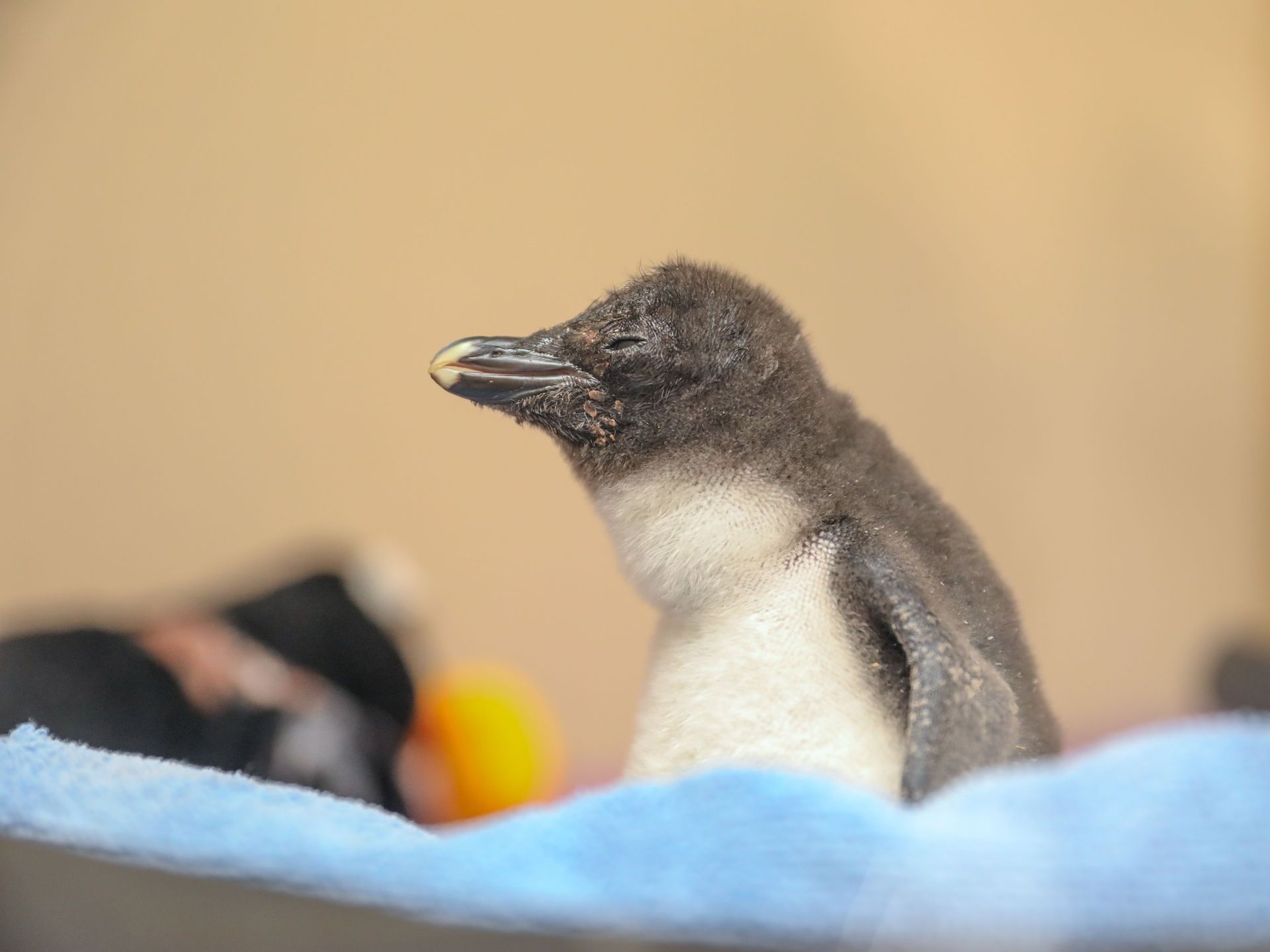 Little blue penguin chicks hatch at New England Aquarium 