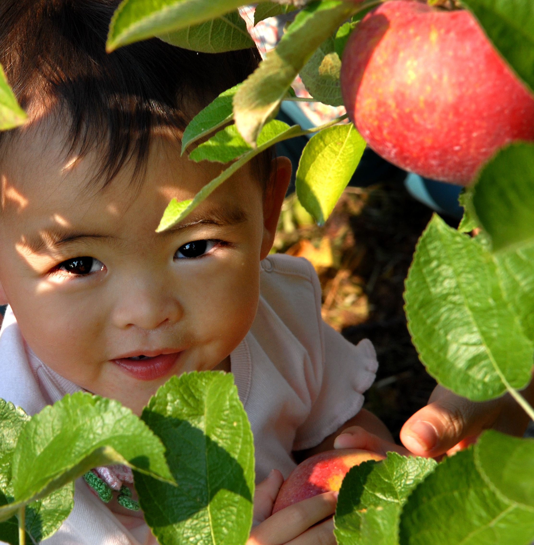 A baby looks up at the camera from an apple orchard 