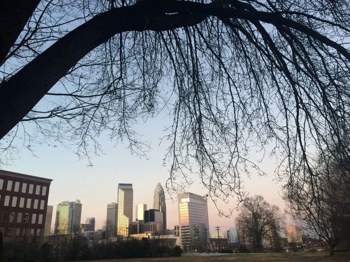 charlotte_skyline_and_tree