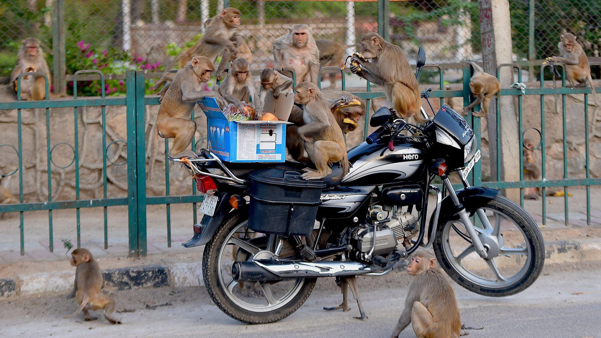 Monkeys get on a motorcycle to eat fruits from a box during a government-imposed nationwide lockdown