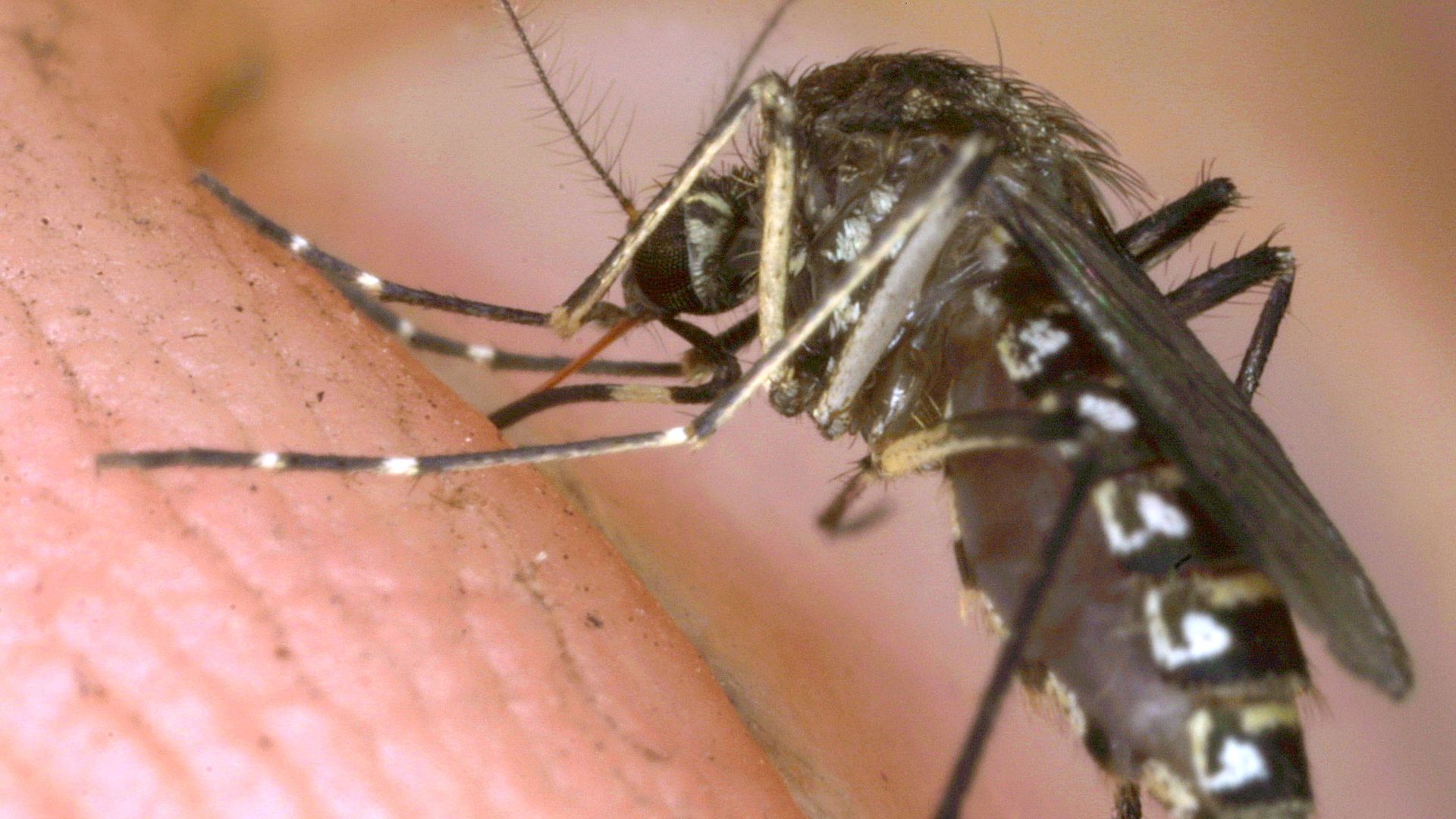 a close up of a mosquito