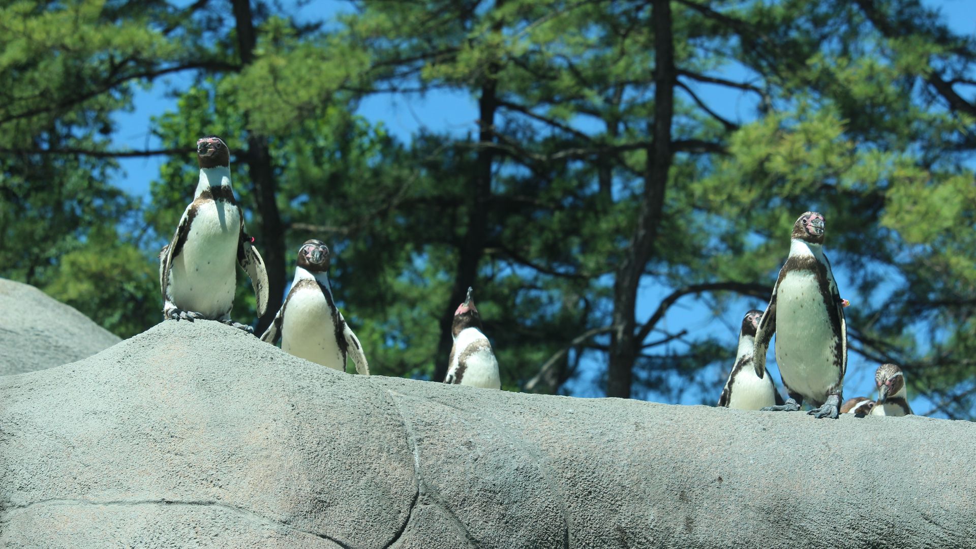 Penguins waddle in its exhibit at the Philadelphia Zoo 