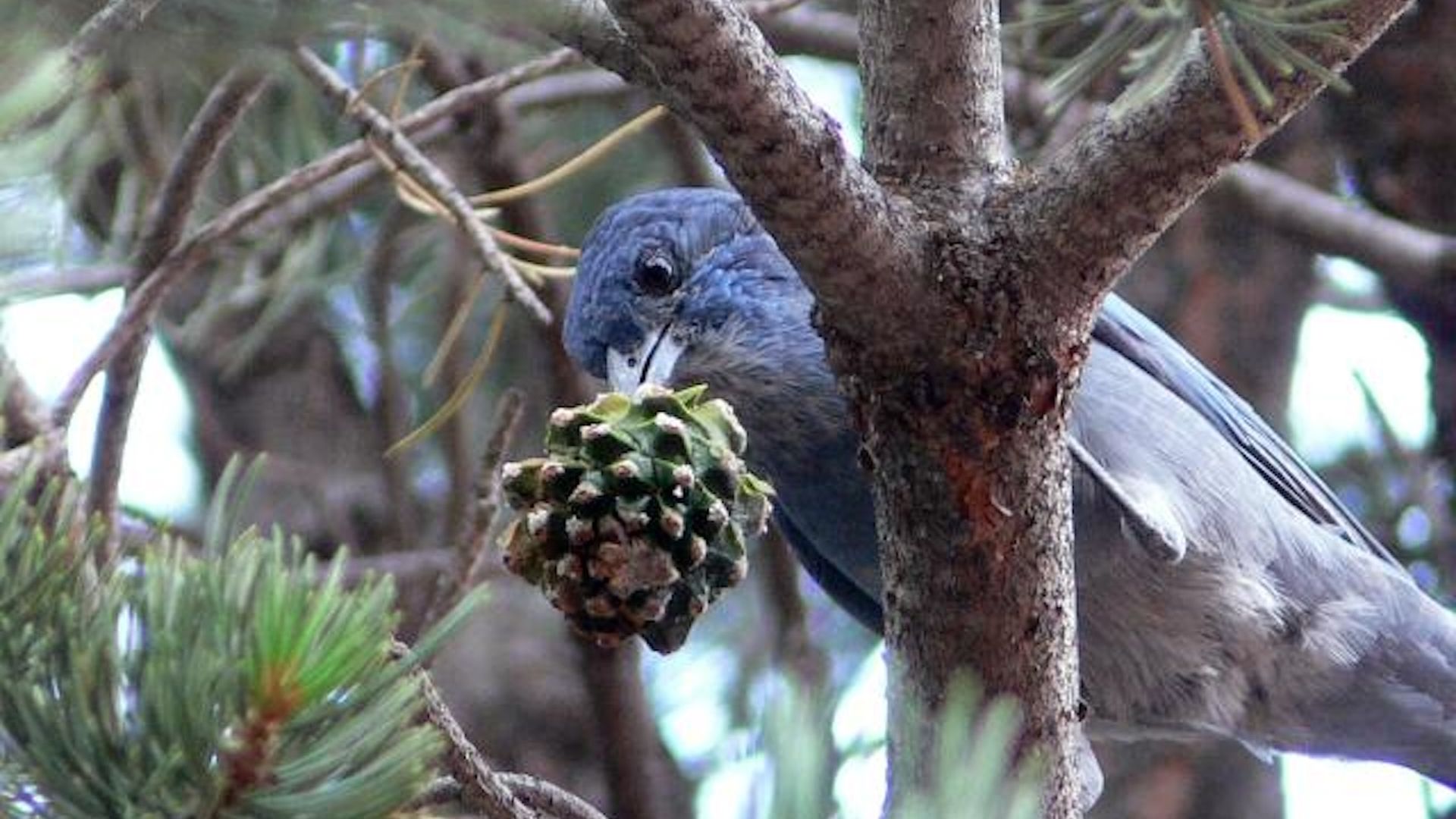 A blue pinyon jay sits in a tree and pecks at a pinyon cone.
