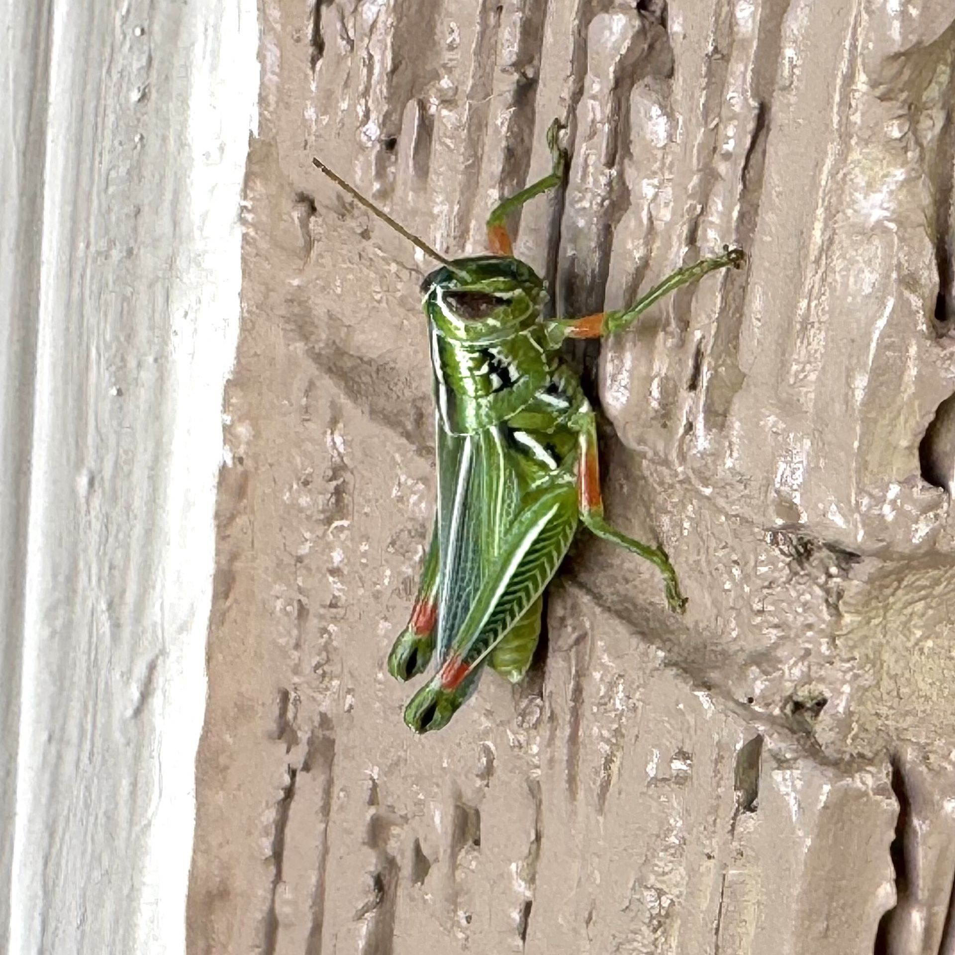 1 pic to go: Hesperotettix viridis - Axios NW Arkansas