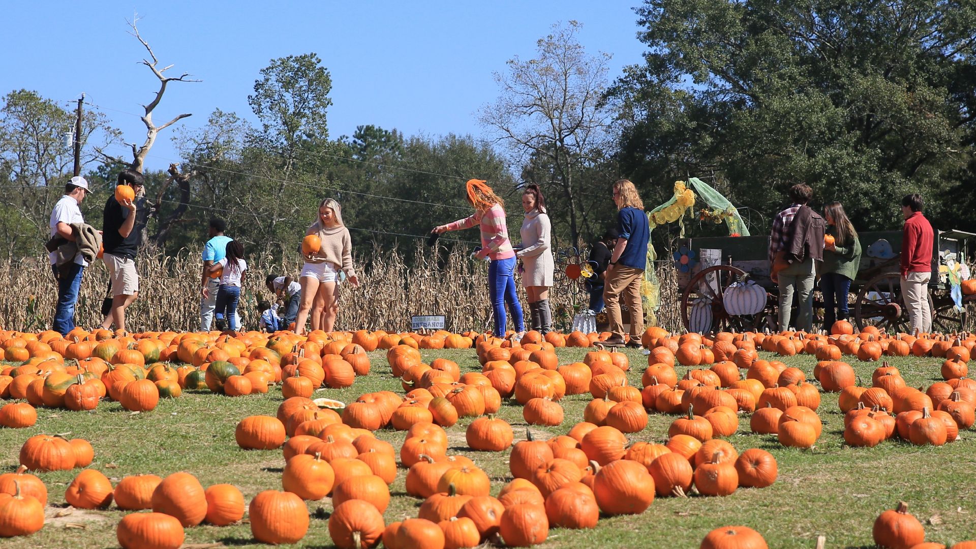 Photo shows a field of pumpkins.