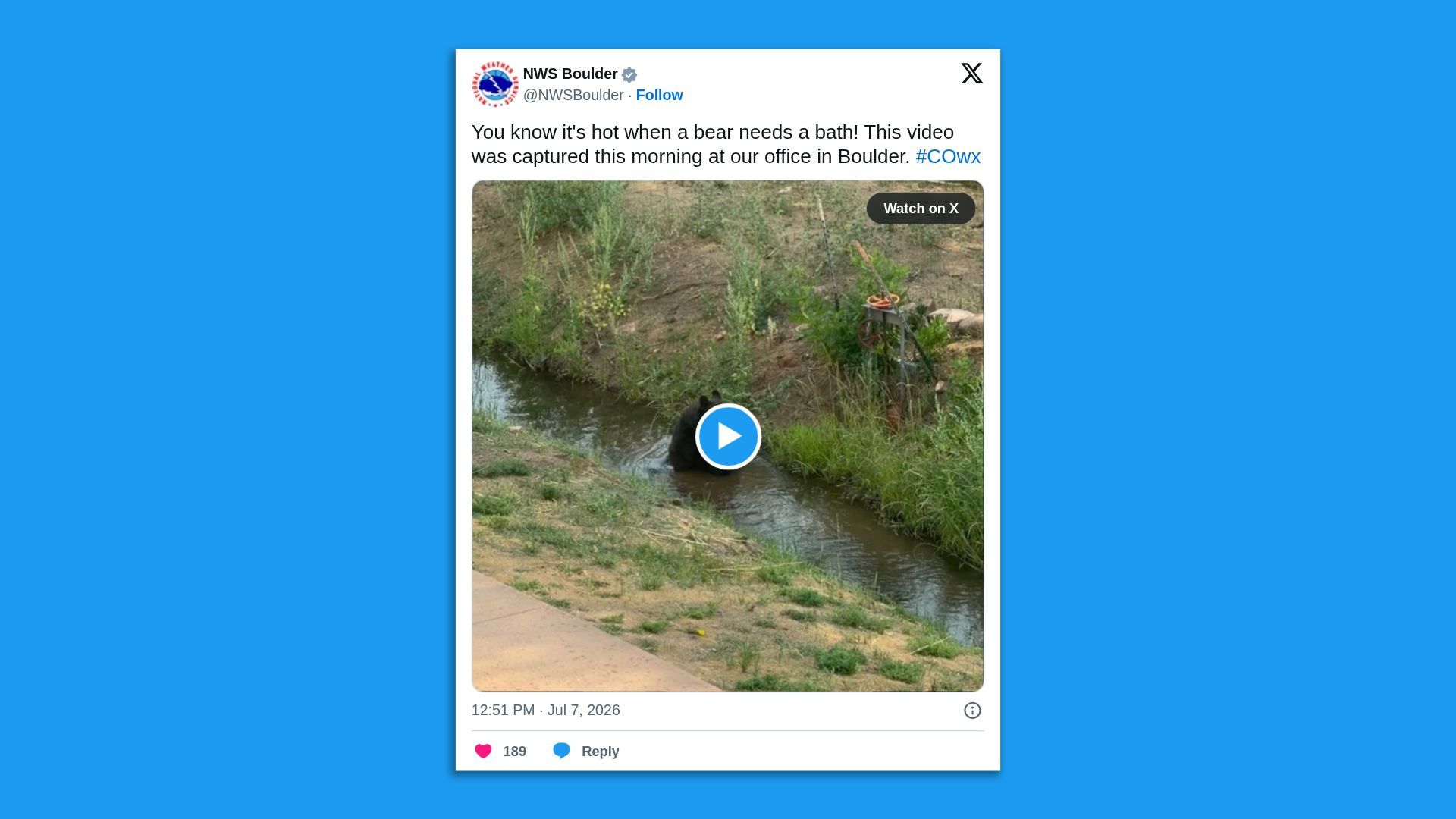 NWS Boulder social post on a blue background; video thumbnail shows a bear in a shallow river with vegetation, a blue play button over the bear, and a "Watch on X" badge.