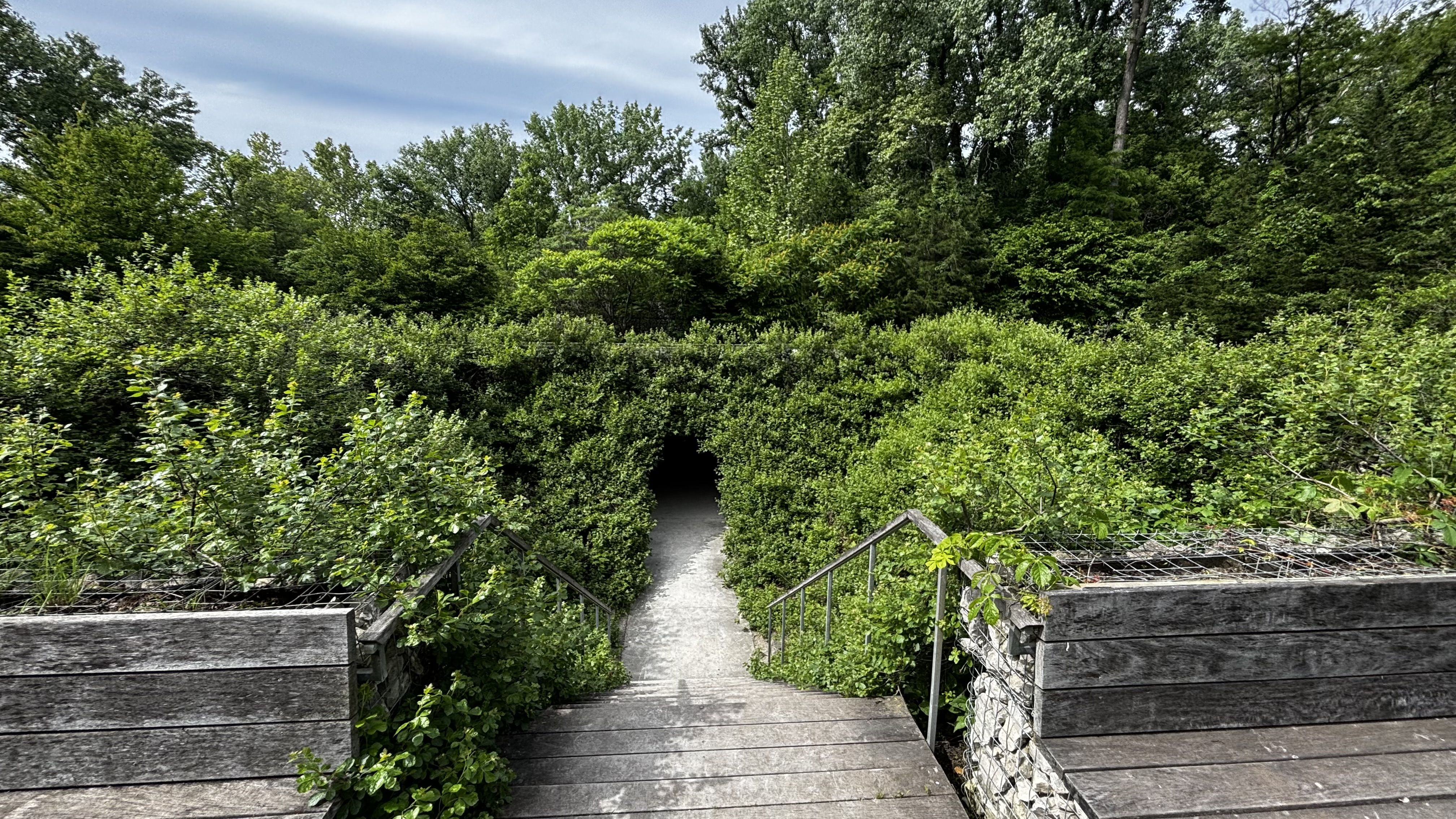 Weathered wooden boardwalk with metal railings cuts through dense green shrubs into a forest, with tall trees and a blue sky above.