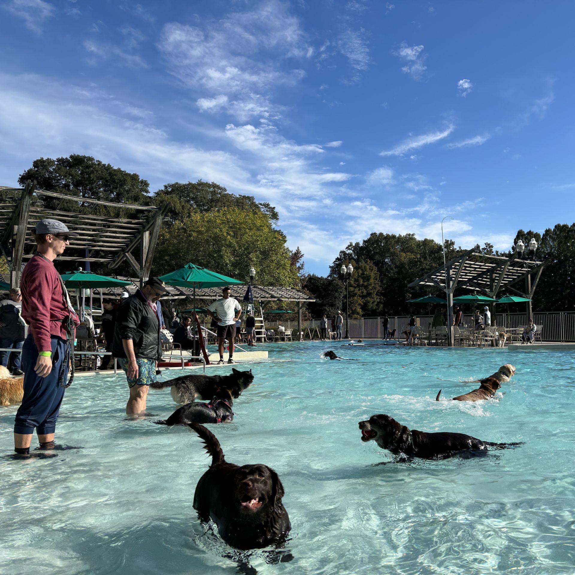 Pic du jour: Dog paddling at Piedmont Park - Axios Atlanta