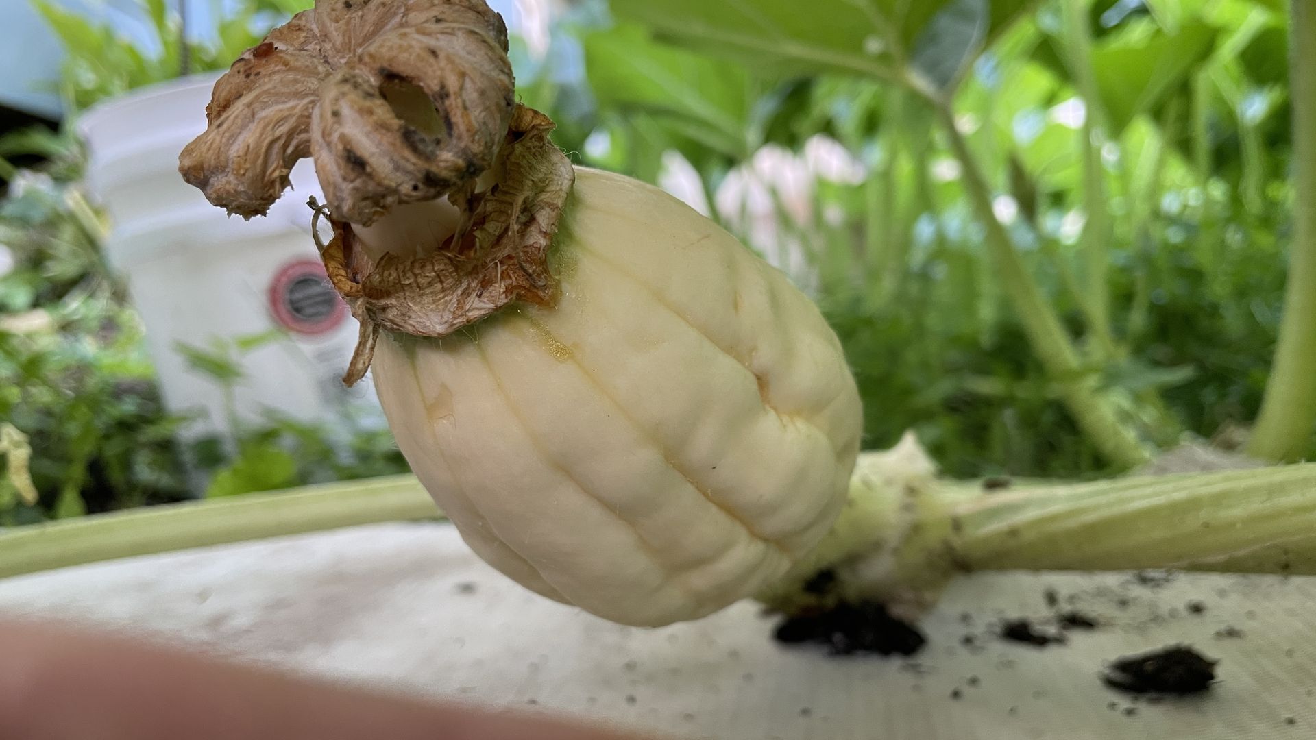 Close-up of a partly developed pumpkin resting on a white surface, with green garden plants blurred in the background.