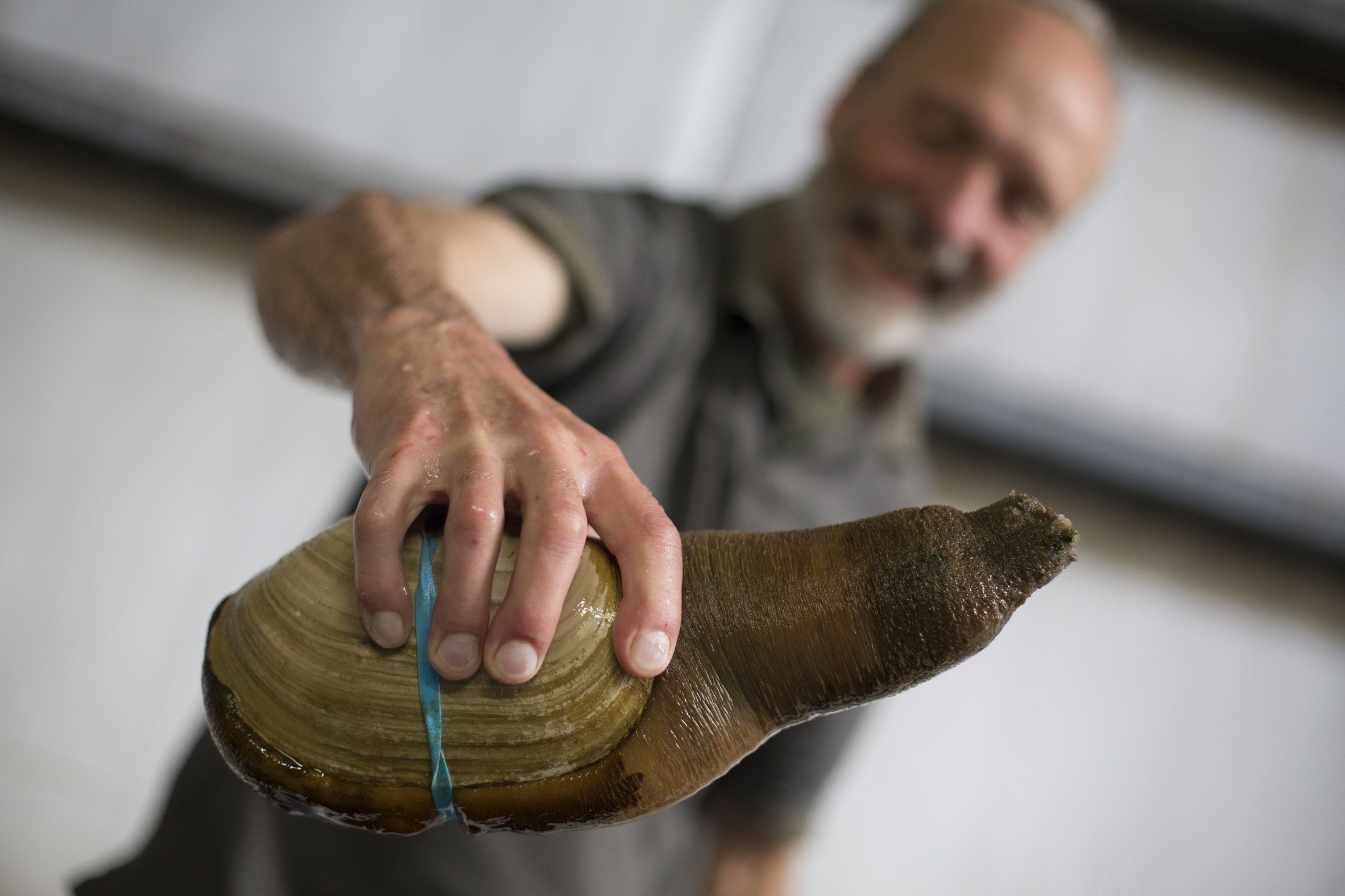 A person holds a geoduck in its shell with its siphon sticking out several inches. A blue rubber band is wrapped around the shell.