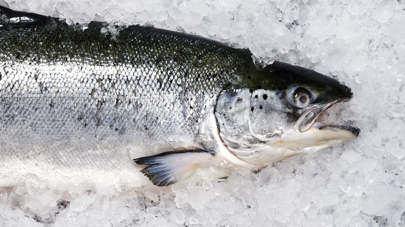 Year probe by a journalistic nonprofit: "Dirty secret behind the farmed fish you eat"