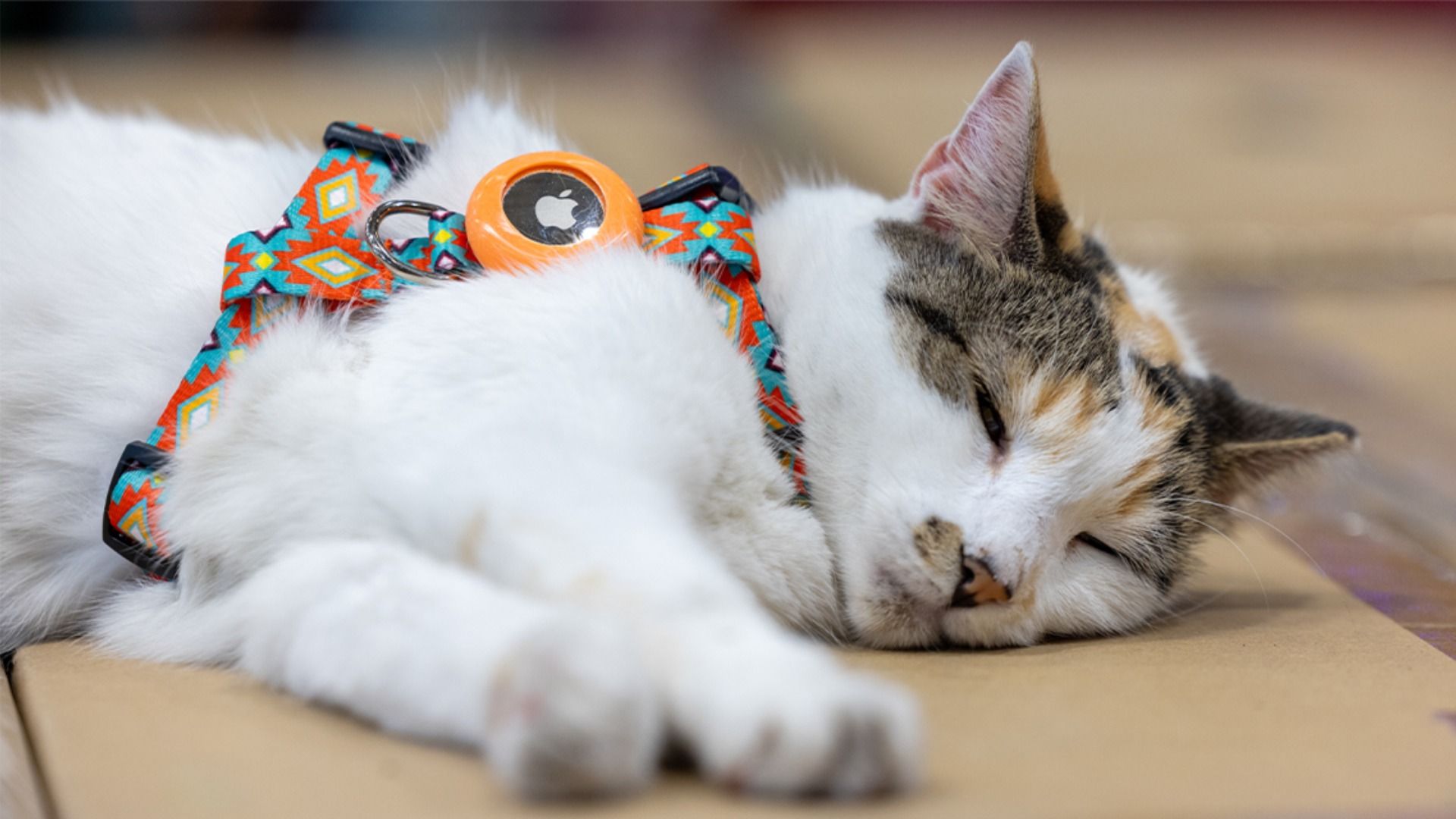White and brown cat sleeping on a surface wearing a colorful red and blue harness with an orange Apple AirTag attached.