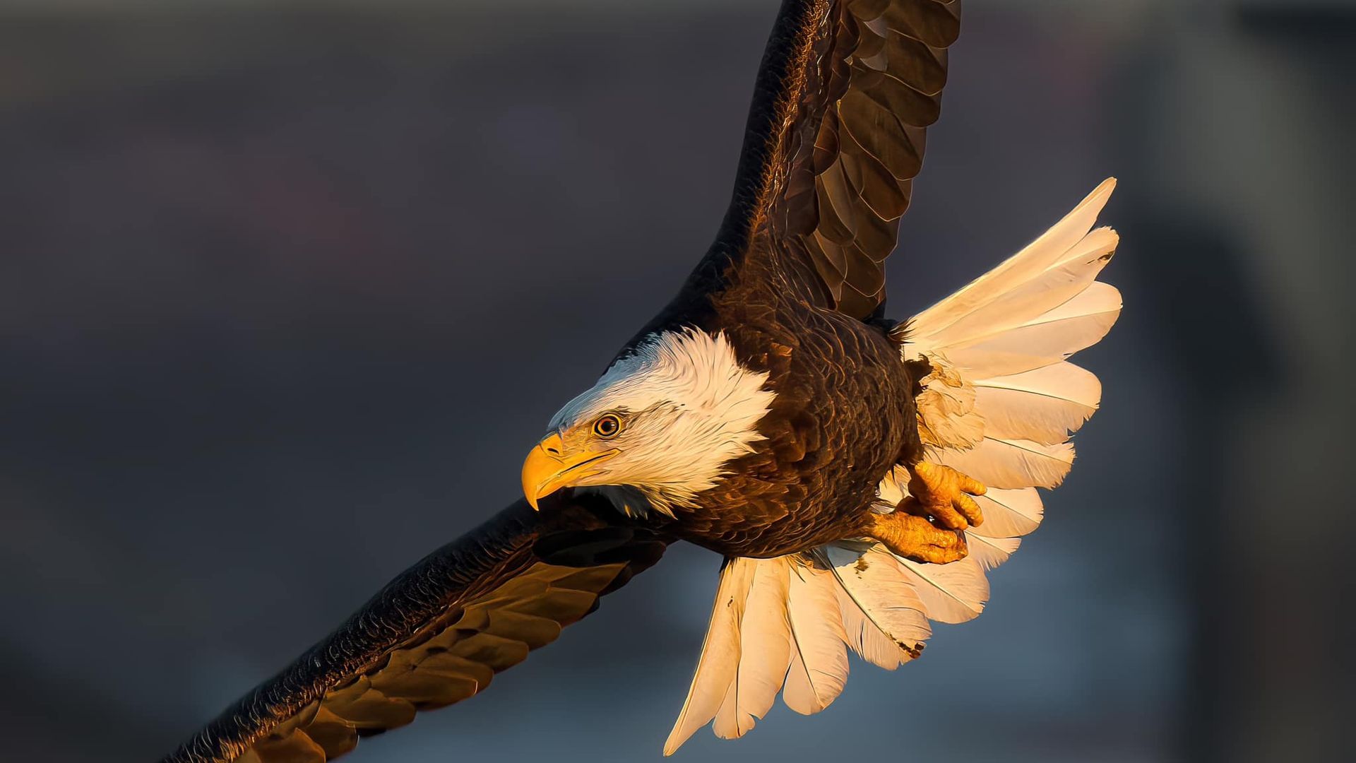 Bald eagle in Des Moines