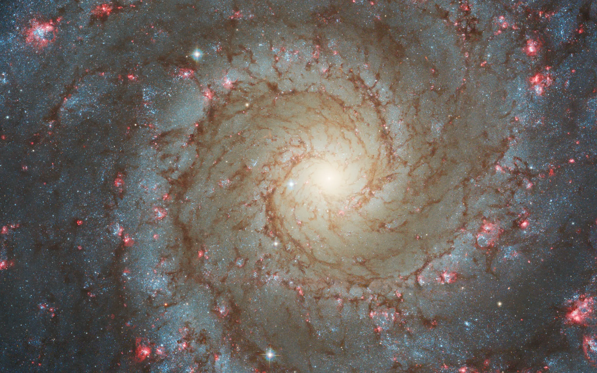 Hubble’s image of NGC 628 shows a densely populated face-on spiral galaxy anchored by its central region, which has a light yellow haze that takes up about a quarter of the view. The core is brightest at the center, washing out light from other objects. Delicate spiral arms start near the center and extend to the edges, rotating counterclockwise. There is more brown dust beginning at the center, but as the arms extend outward, brown dust lanes alternate with diffuse lines of bright blue stars. Throughout the spiral arms, there are bright pink patches of star-forming clusters. 