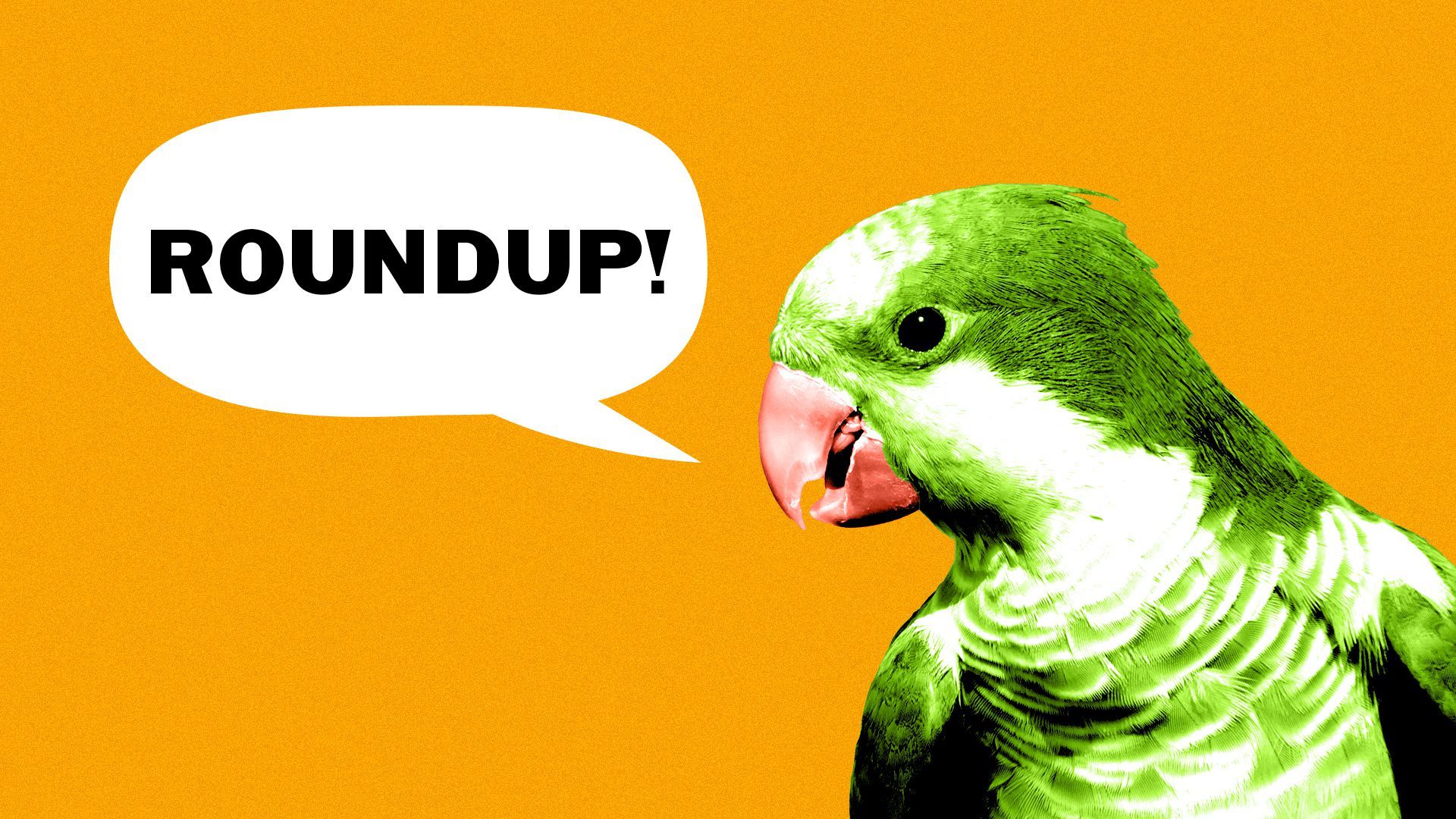 Illustration of a monk parakeet with a word balloon saying, "Roundup!"