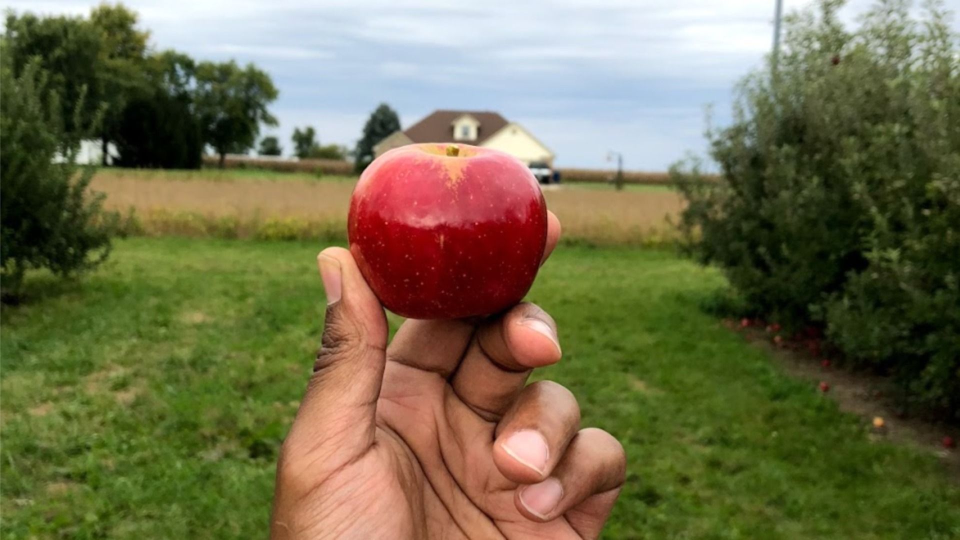 Hand holding a shiny red apple in an orchard with green grass and trees, a farmhouse and cloudy sky in the background.