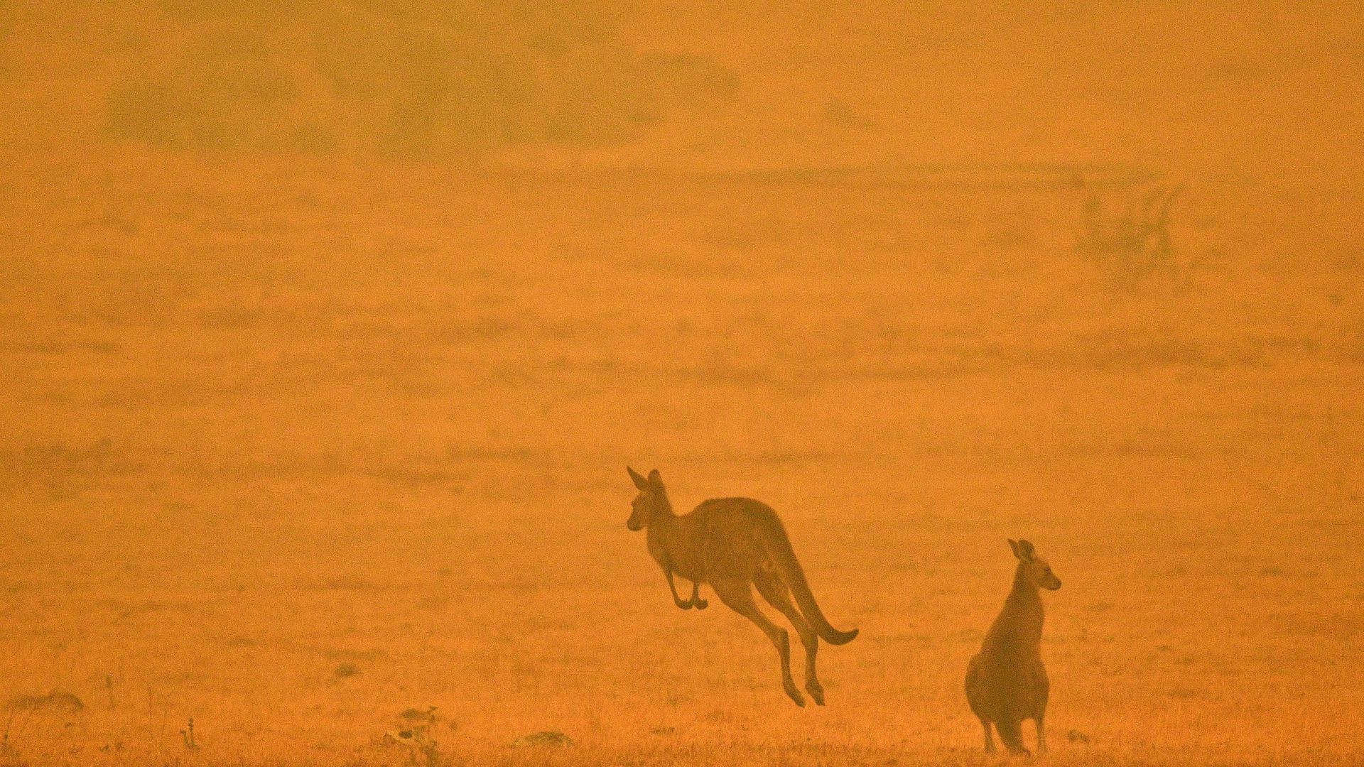 Photo of kangaroos during Australia's fires