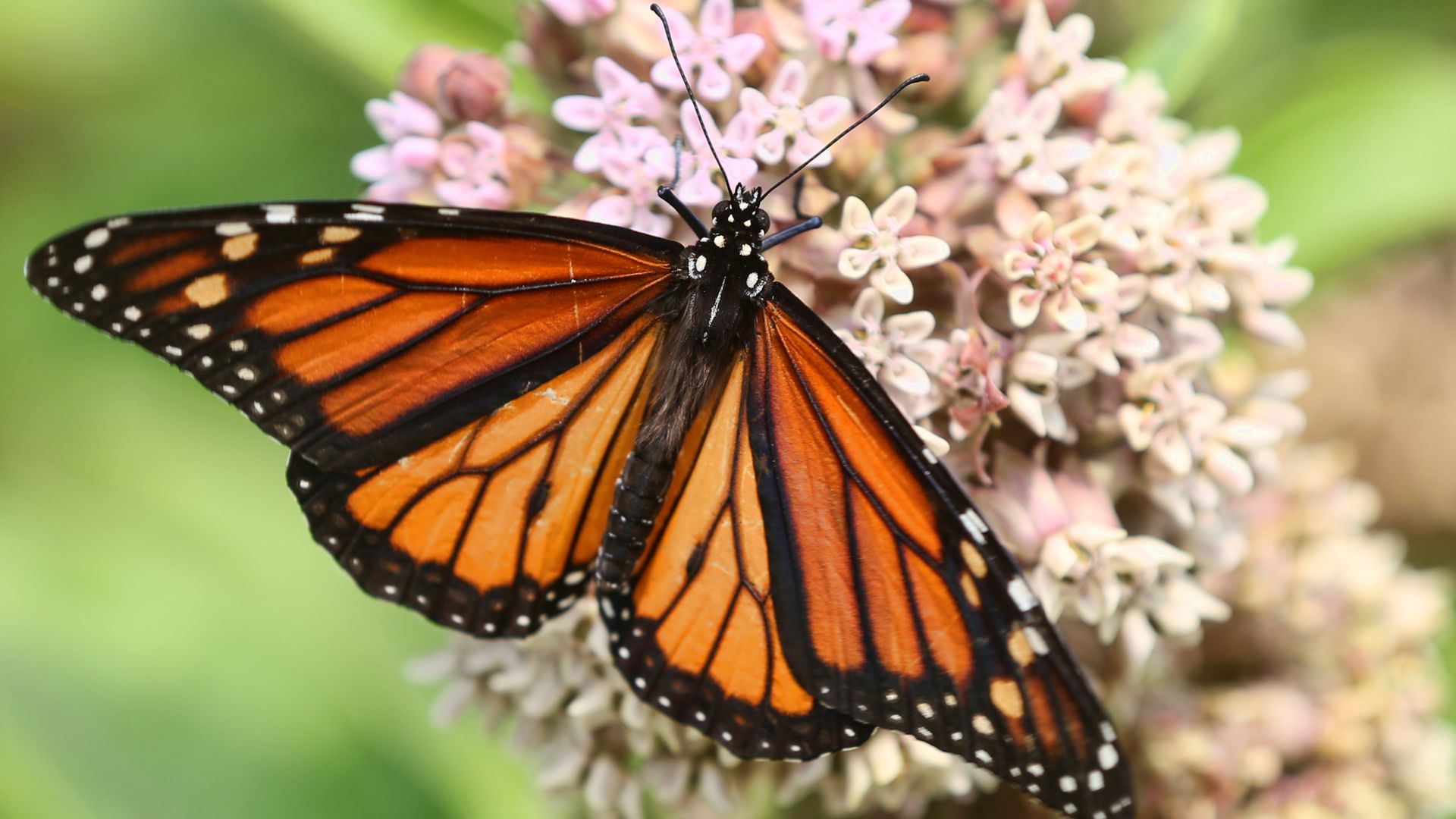 Monarch butterfly on a milkweed plant flower