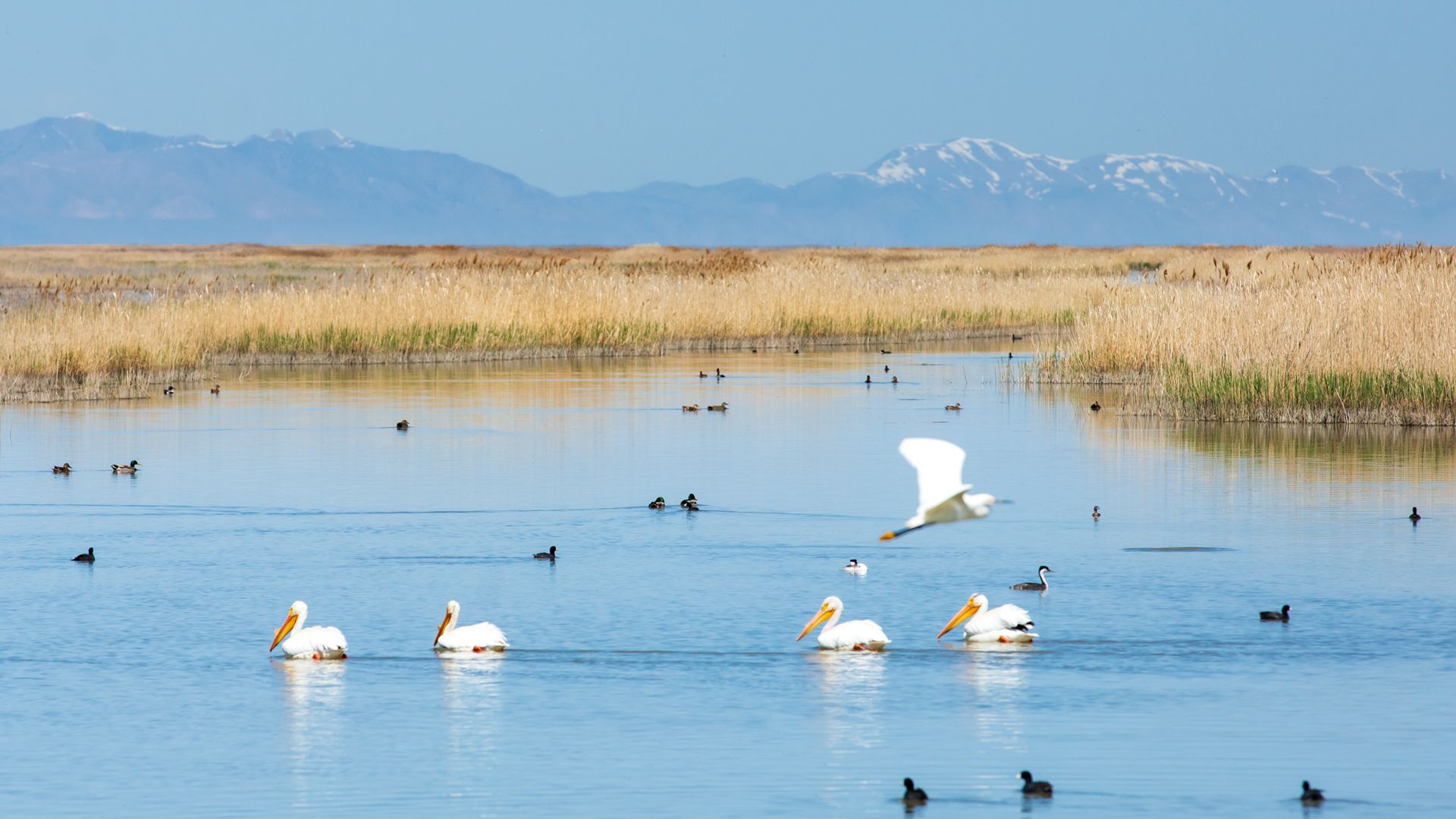 Birds fly or sit near a body of water.