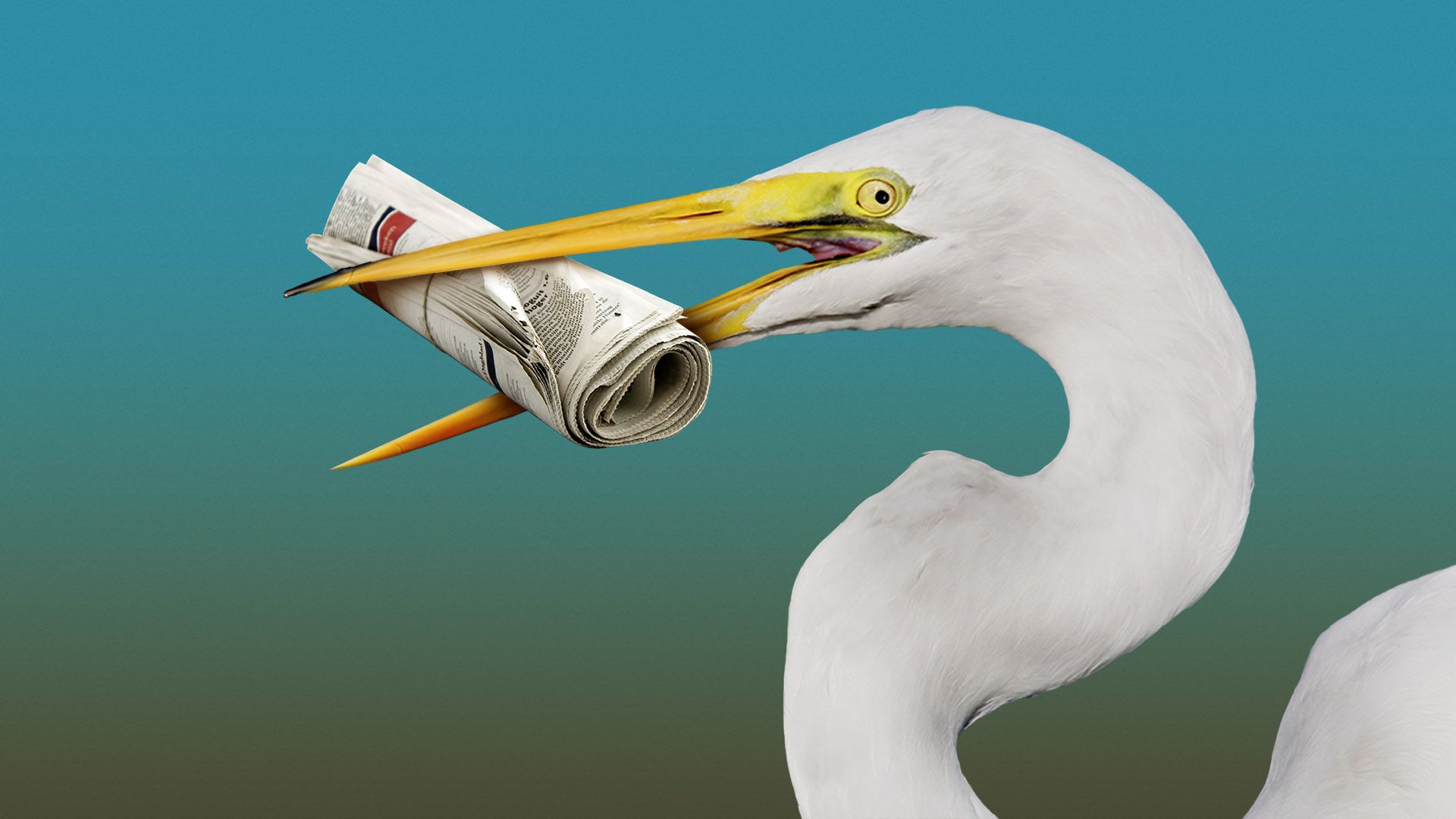 Illustration of an egret holding a newspaper in its beak