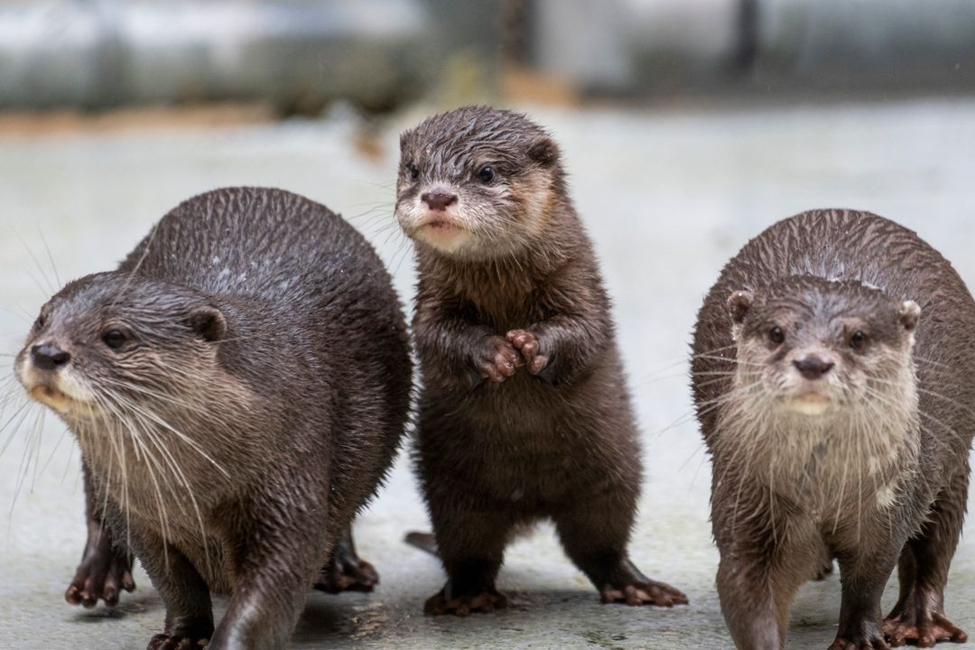 Three small otters are shown with wet fur. The one in the center, the smallest, rises on its hind legs while the larger two walk on four legs on either side of the pup. 