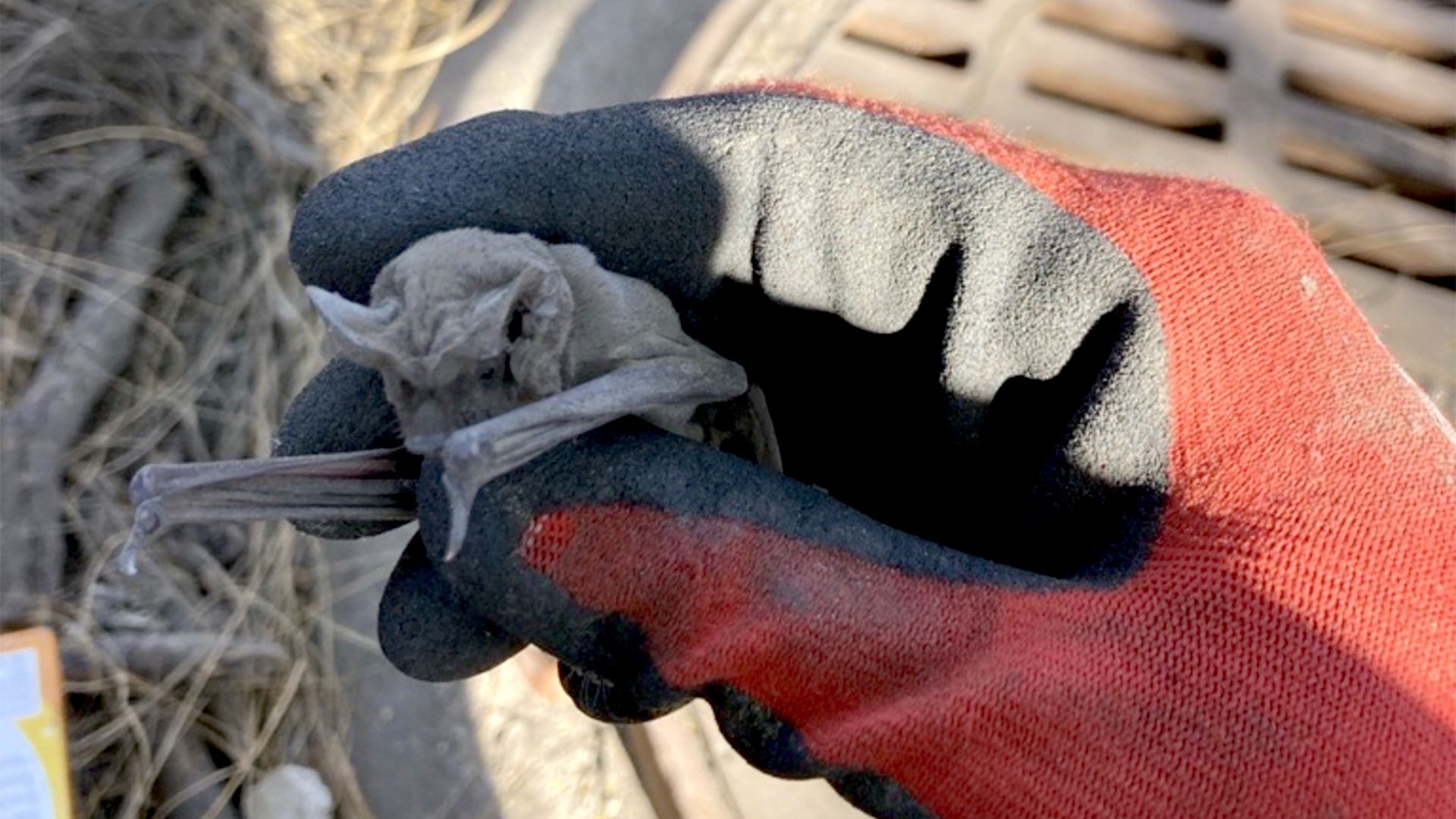 A person holding a bat.