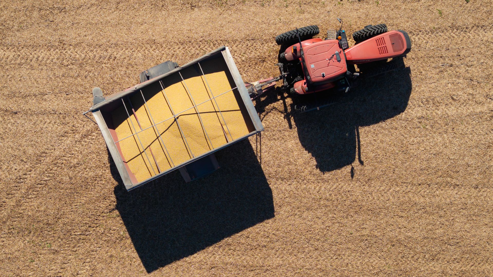 Aerial view of a red tractor pulling a trailer filled with yellow grain on a dry brown field with visible tire tracks.