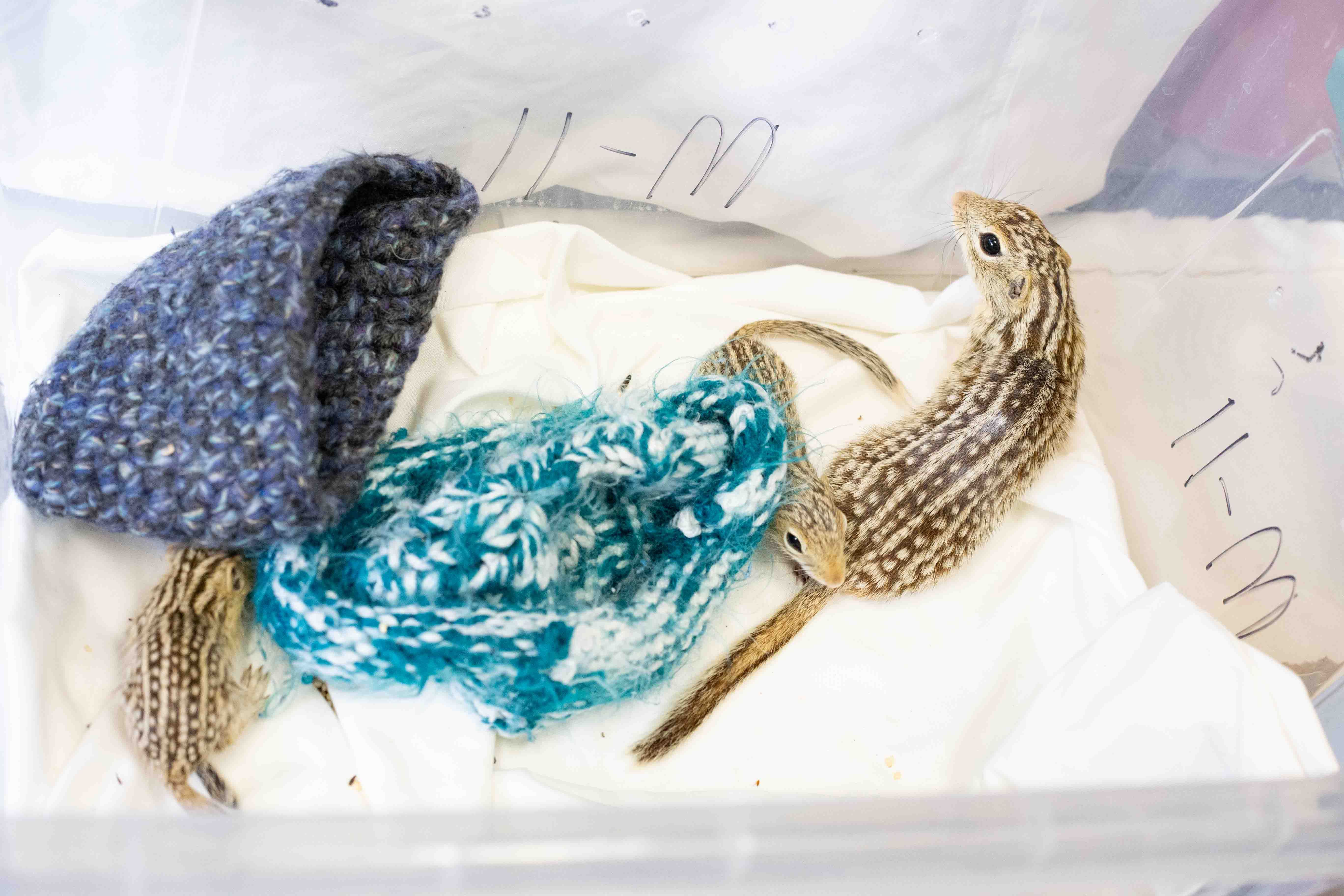 Two small brown-streaked squirrels lie among white tissues and blue knitted fabric inside a clear plastic container.