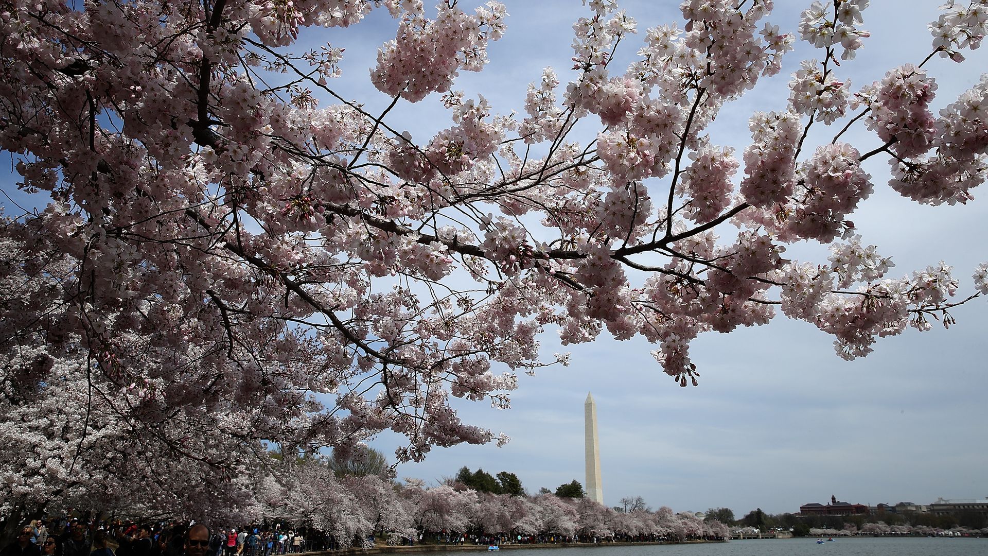 Cherry blossoms DC