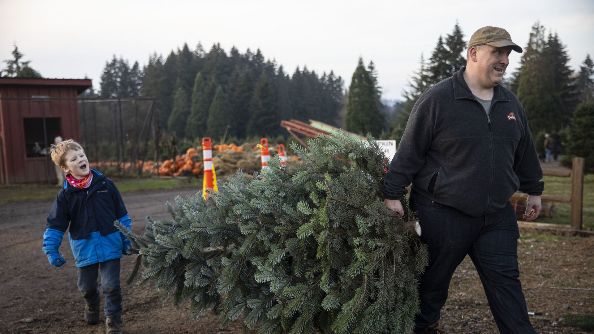 Tim Daley and his son, Jacob, 9, carry their freshly cut Christmas tree last weekend at Lee Farms in Tualatin, Ore. Photo: Paula Bronstein/AP