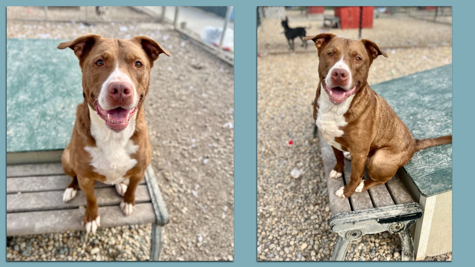 Two outdoor photos of a brown‑white pit bull mix smiling. Left: on a weathered wooden bench in a gravel yard with a chain‑link fence behind. Right: sits on the bench edge; another dog blurred in the background.