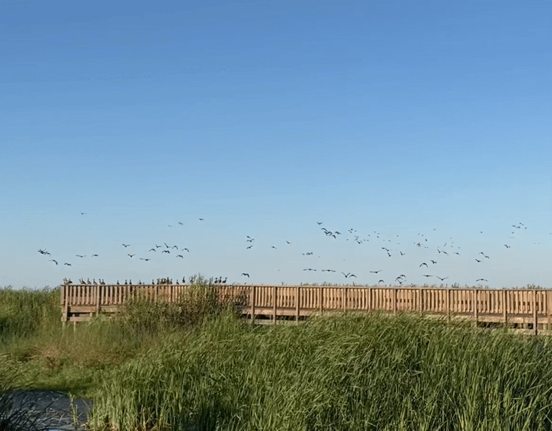 Gif of birds at the national refuge. 