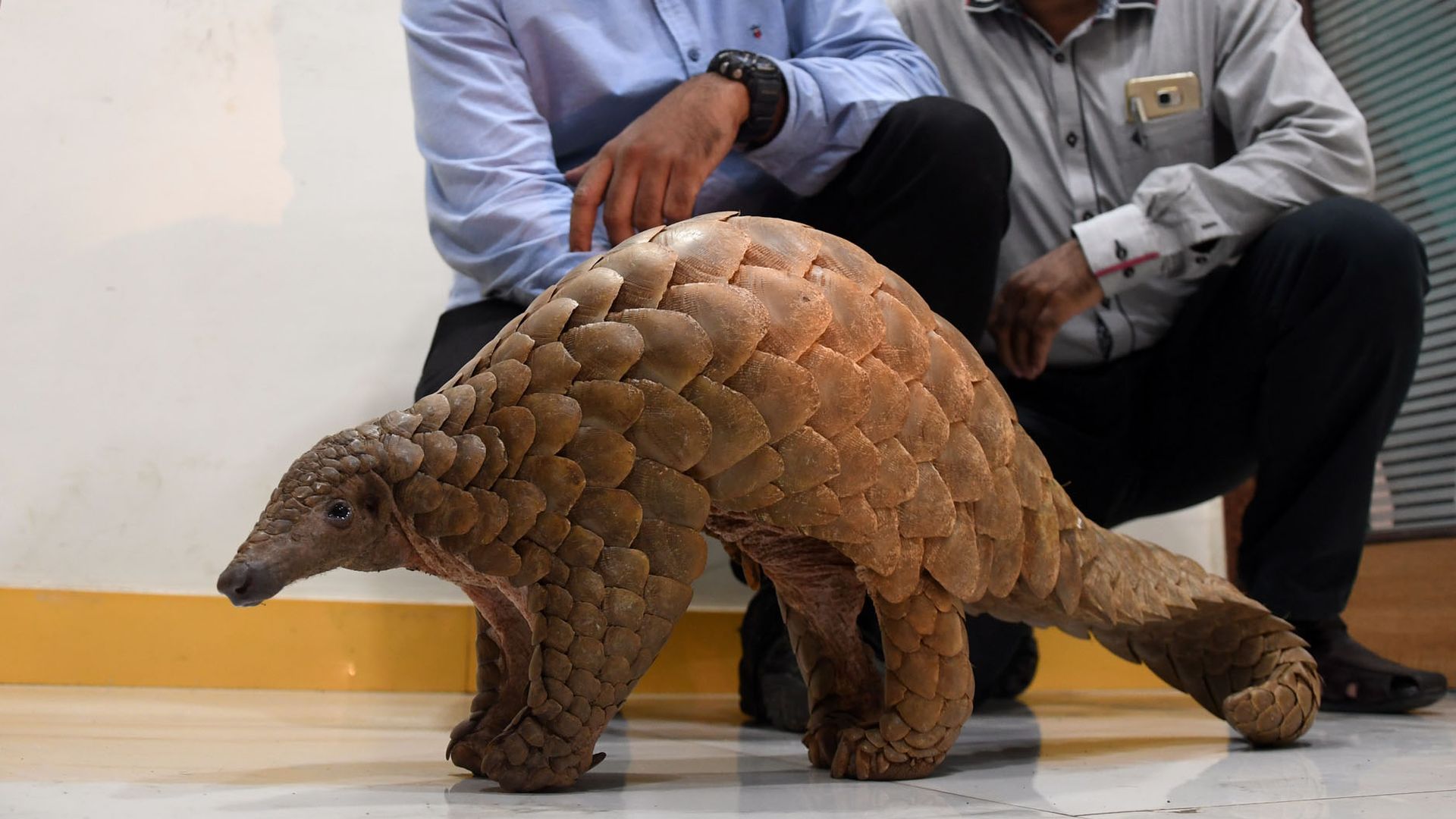 A brownish pangolin walks in front of two crouched-down men 