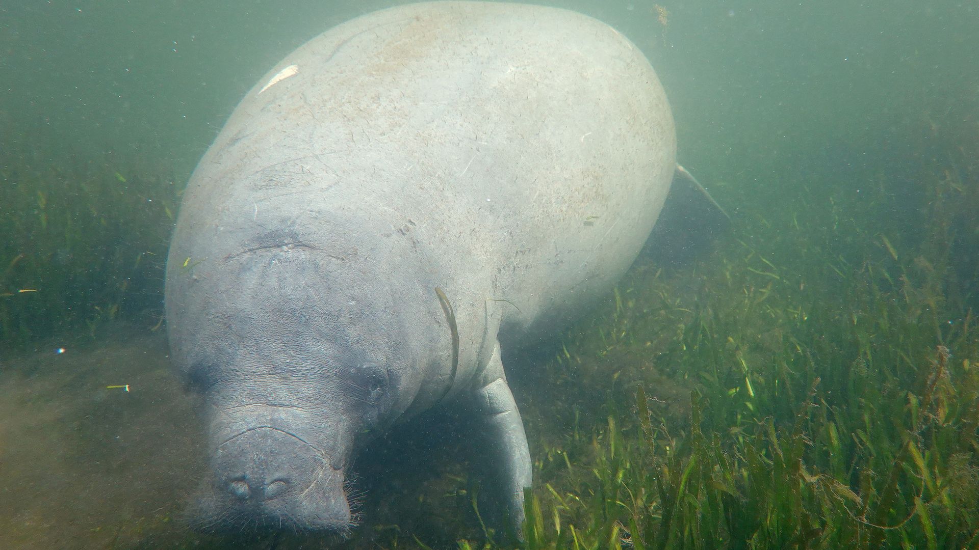 A manatee swimming among seagrass in Florida's Homosassa River in October 2021.