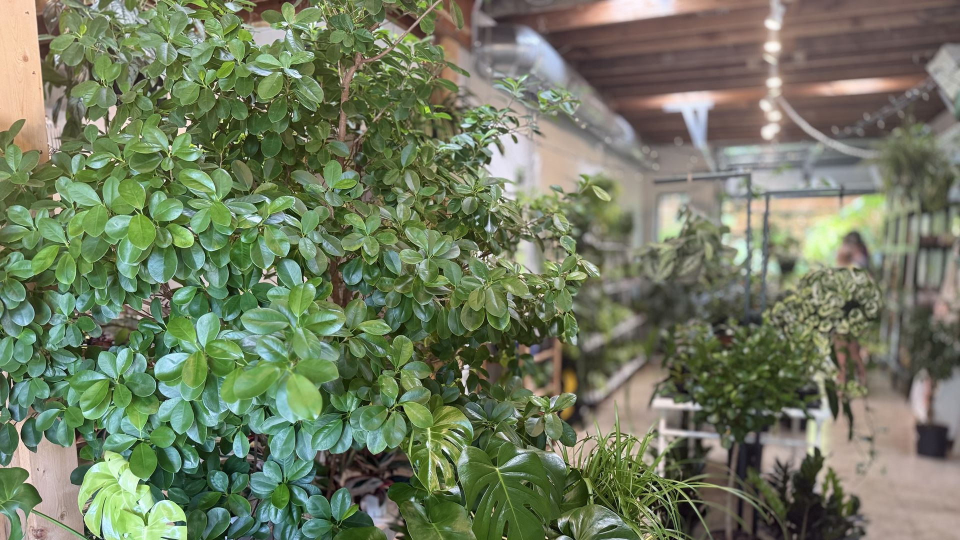 Close-up of lush green, glossy oval leaves on a dense indoor plant, with a wooden beam and string lights in a bright greenhouse setting in the background.