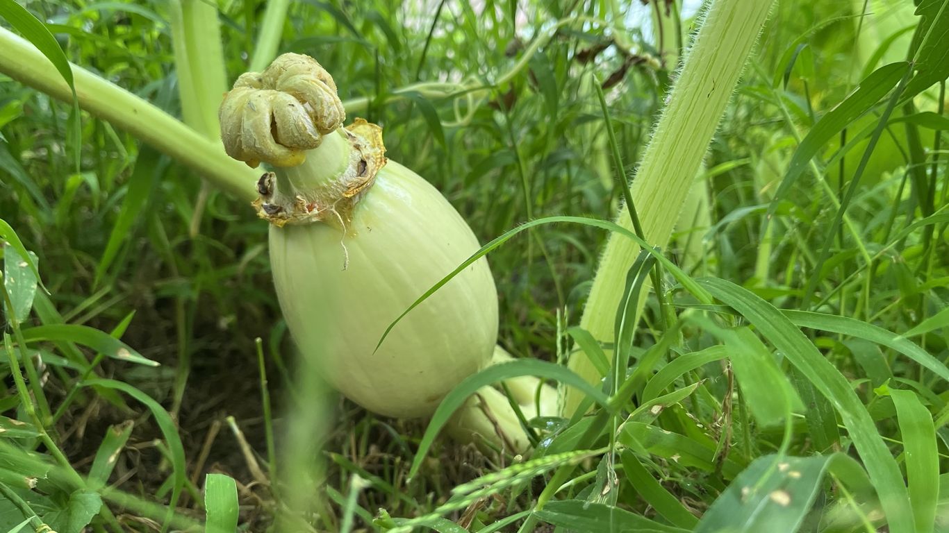 I lost my prize pumpkins, but not my hope