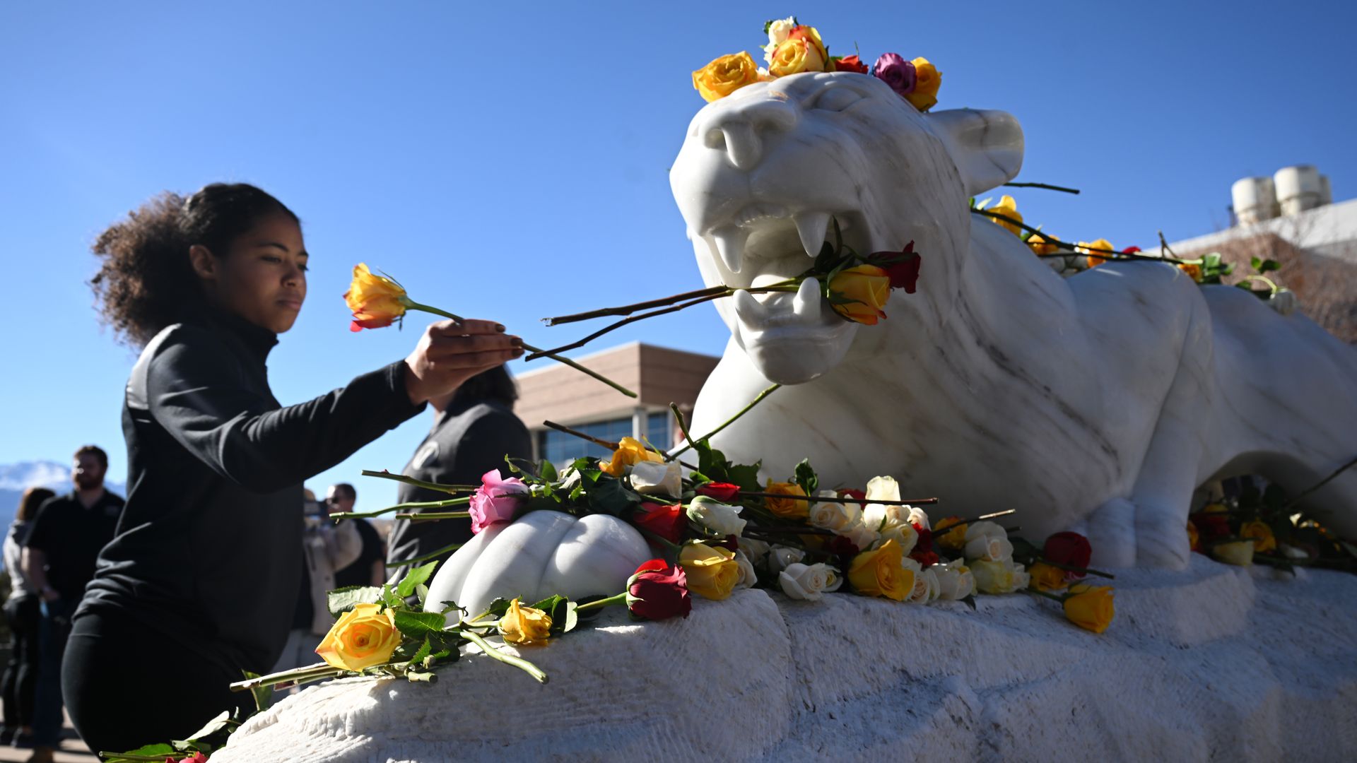 A photo of a student placing a yellow rose on a white sculpture of a mountain lion.