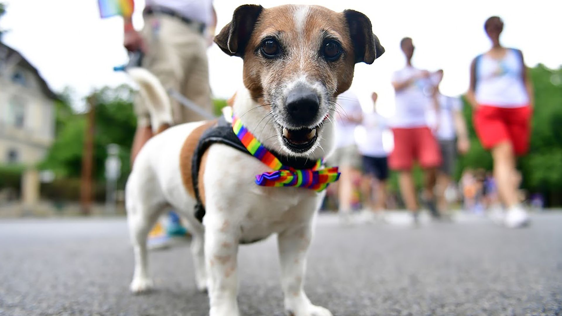 a dog wearing a rainbow bowtie