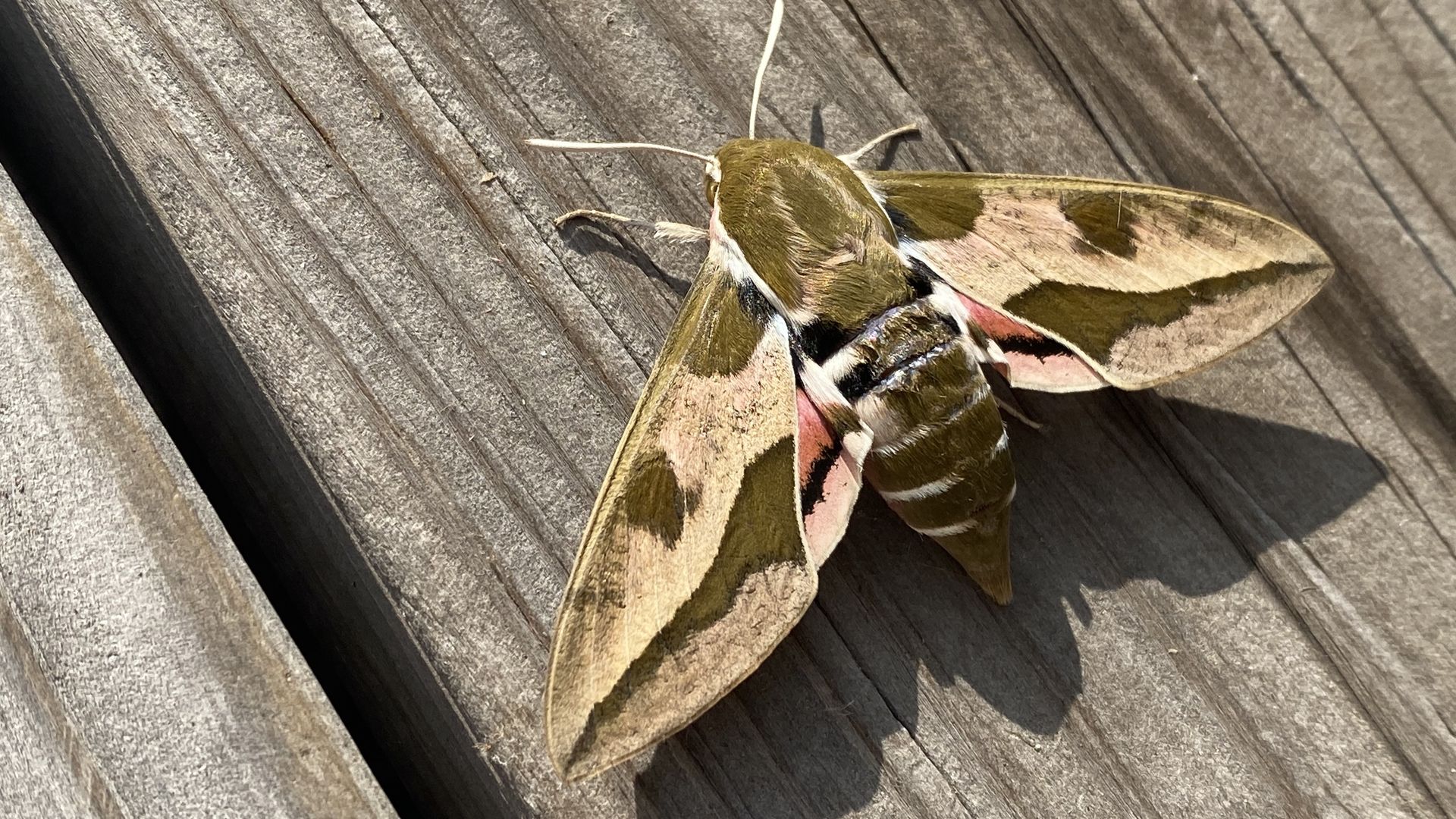 A photo of a spurge hawk moth
