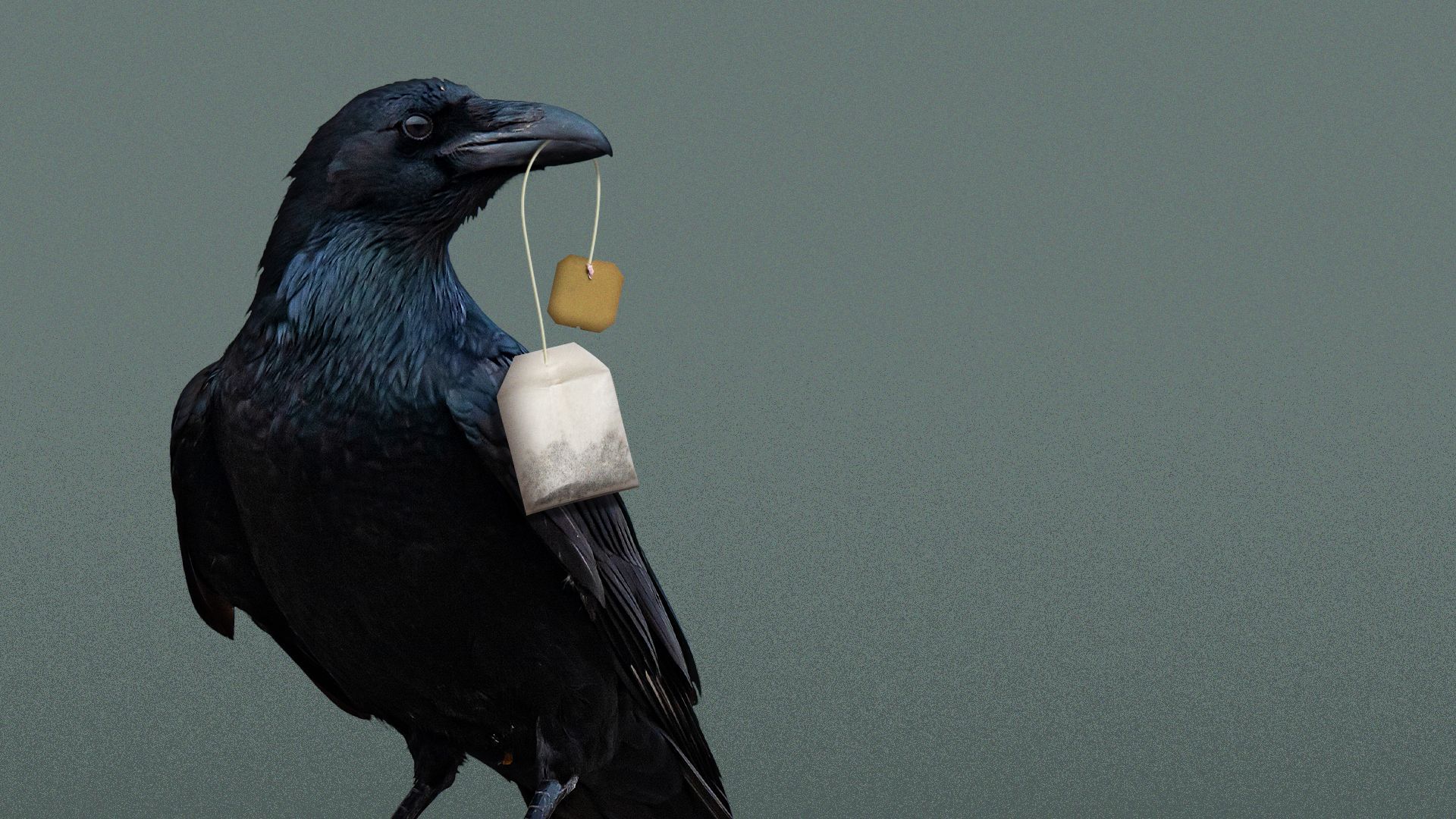 Illustration of a raven holding a tea bag in its beak.