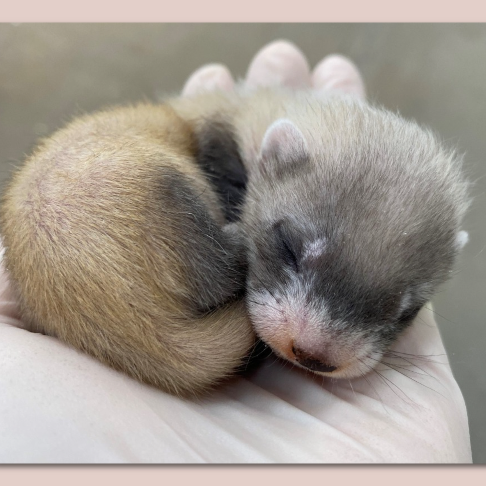 A black-footed ferret kit sleeping in the palm of a hand.