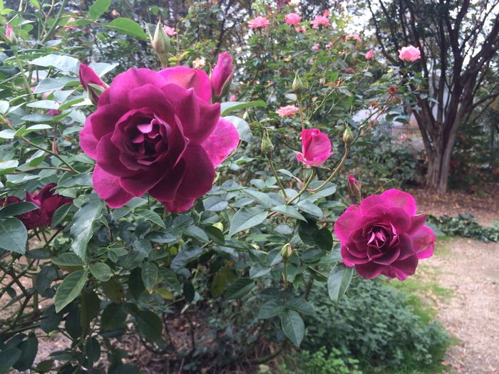 McGill Rose Garden