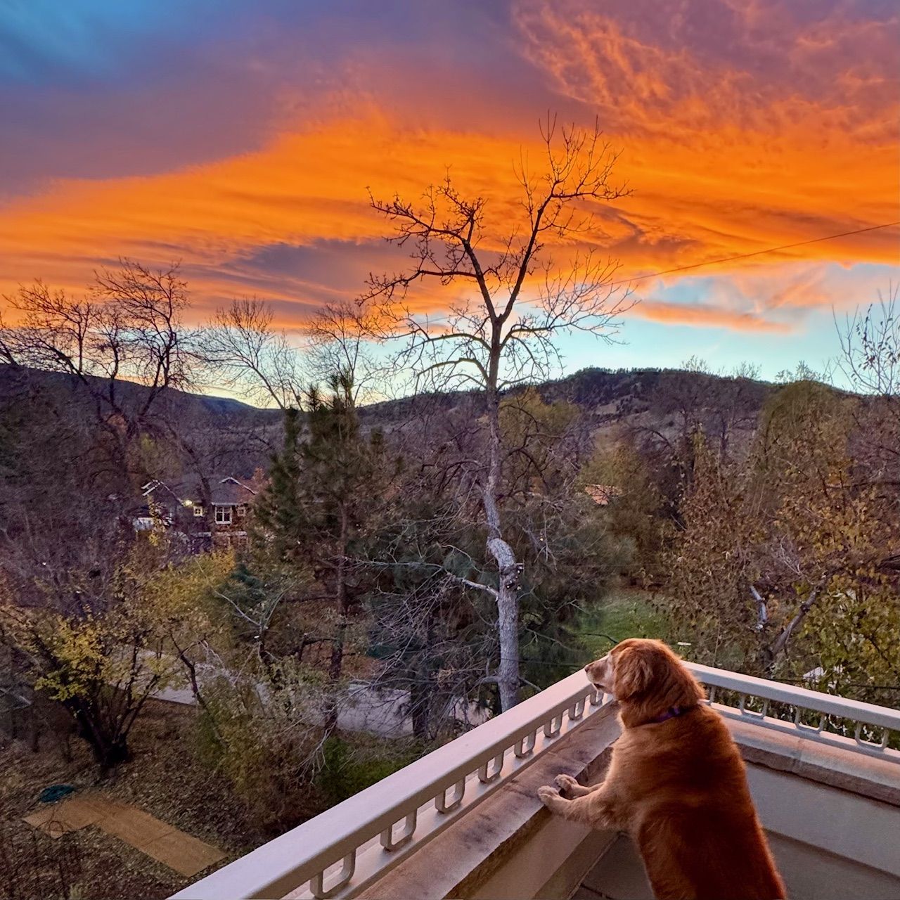 Golden retriever on balcony looking at bare trees and dark hills under a vibrant orange and blue sunset sky.