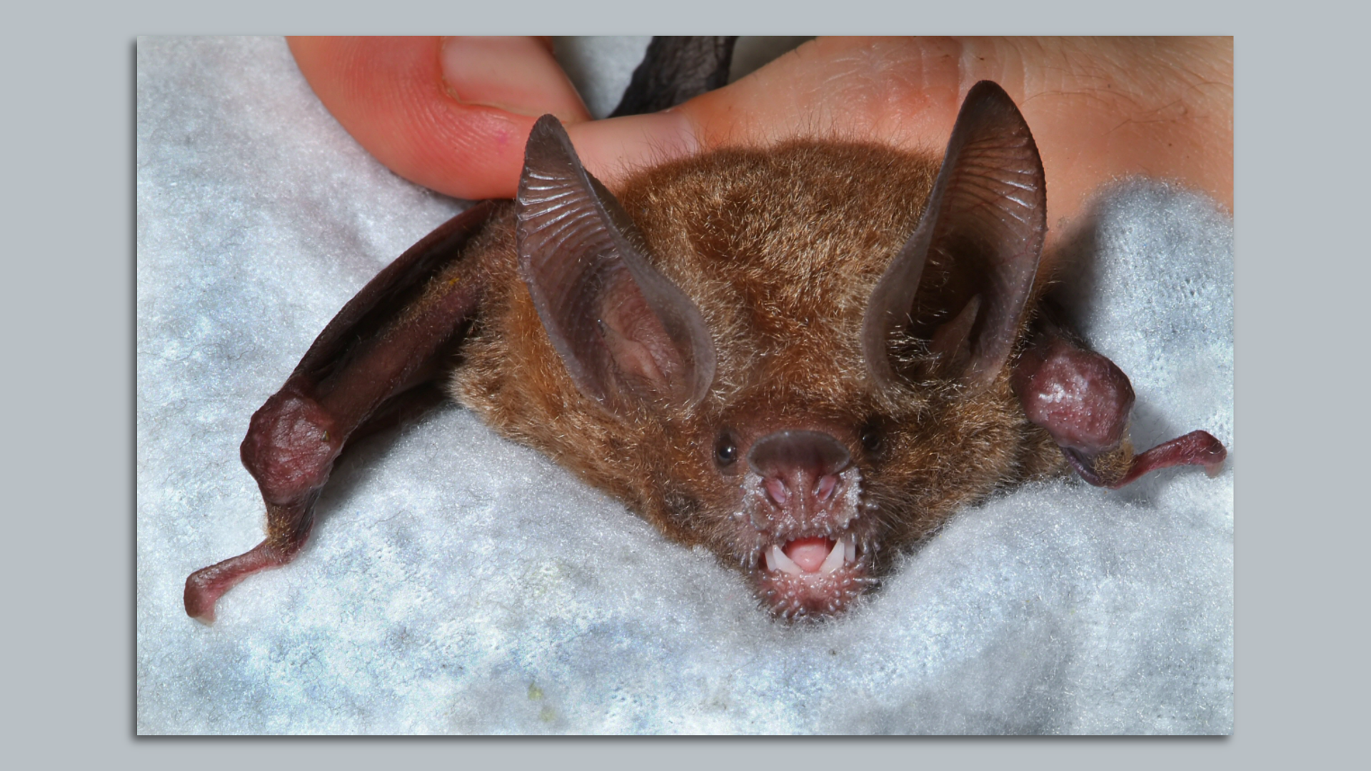 A frog-eating bat.