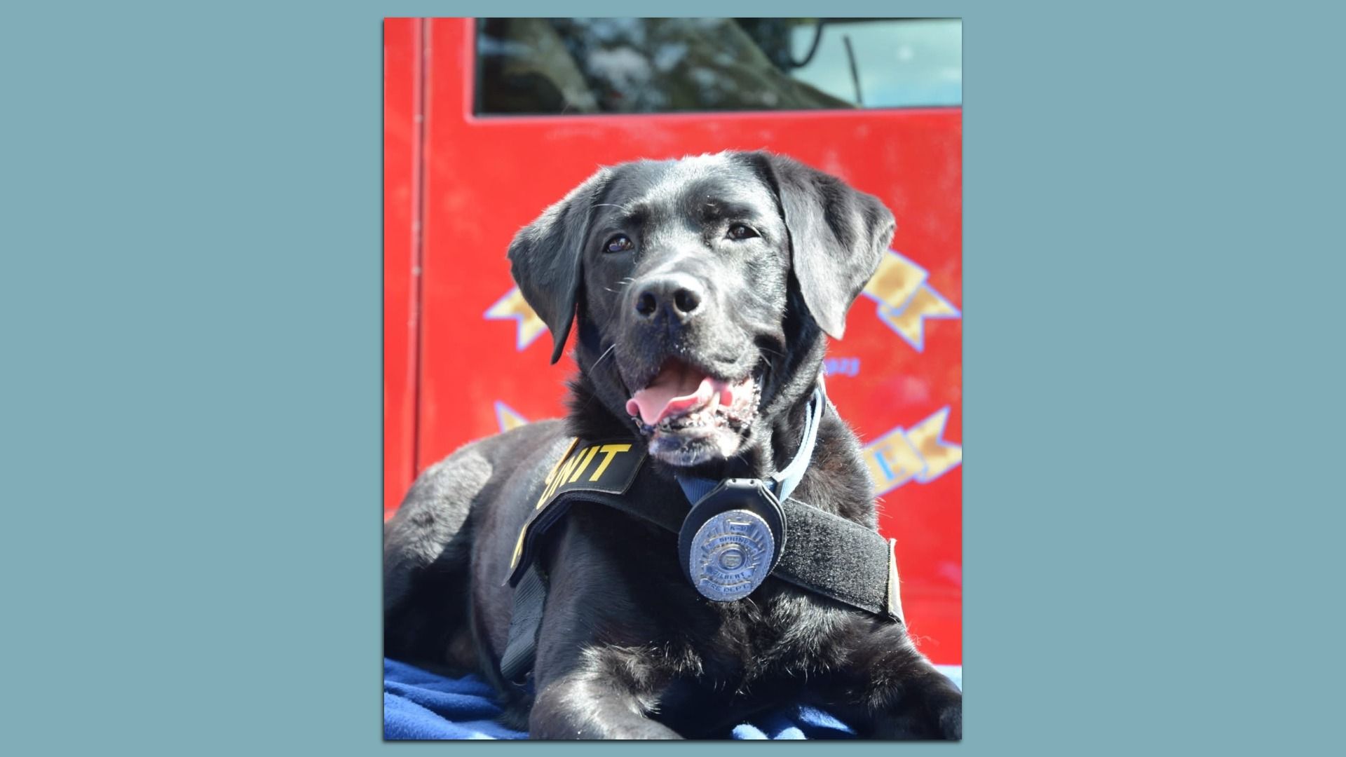 Black police dog wearing a muzzle and a vest with a badge, lying on a blue blanket in front of a red fire truck door.