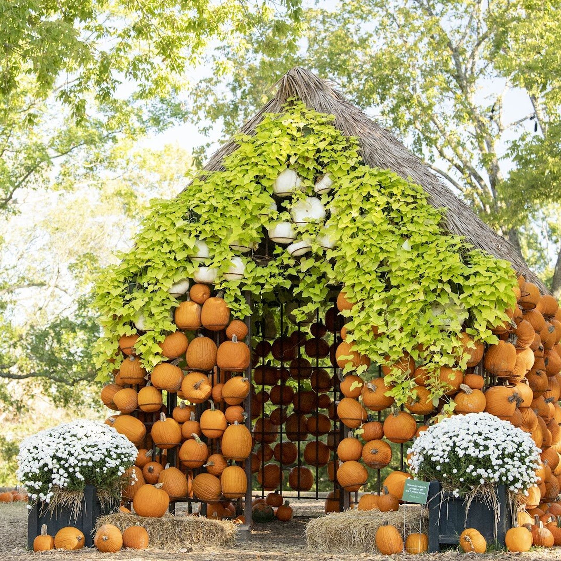 pumpkin house at cheekwood