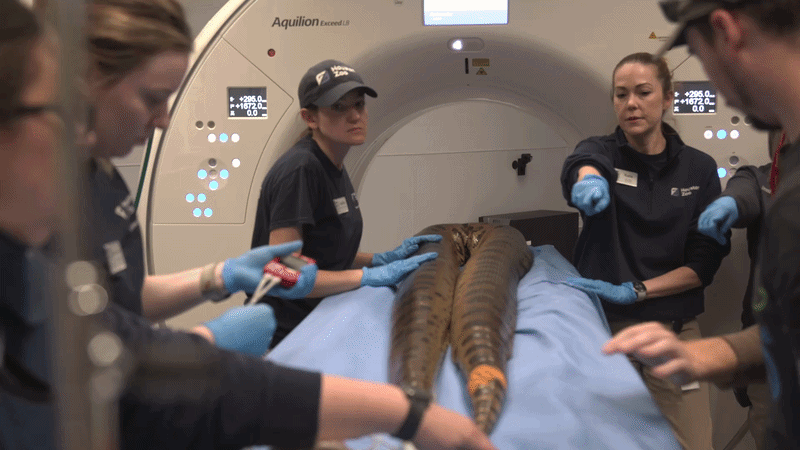 Video of Florence, a 13-foot anaconda at the Houston Zoo, being folded in half and loaded into a CT machine