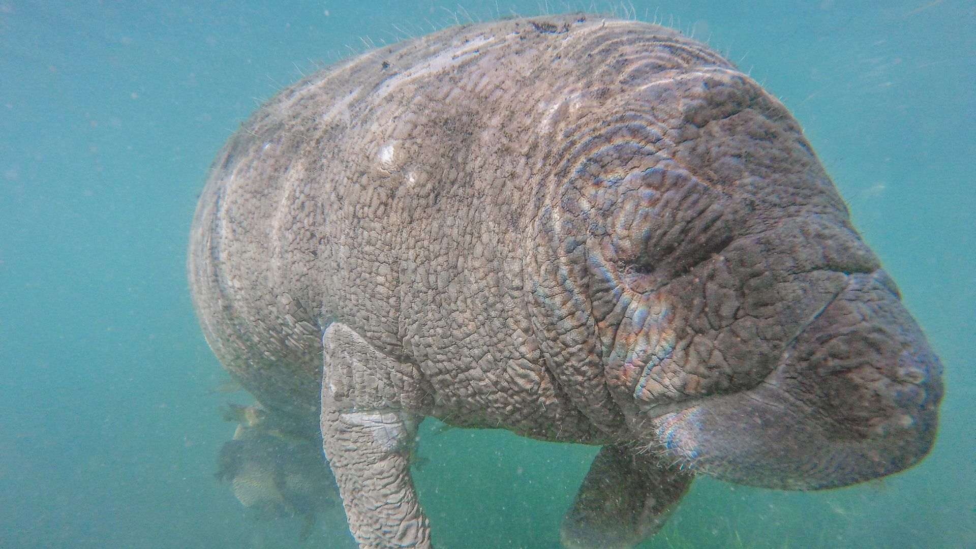 wrinkly manatee